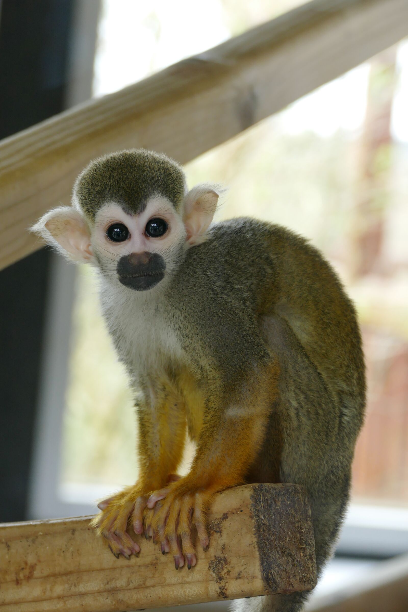 Panasonic Lumix DMC-FZ1000 sample photo. Spider monkey, monkeys, primate photography