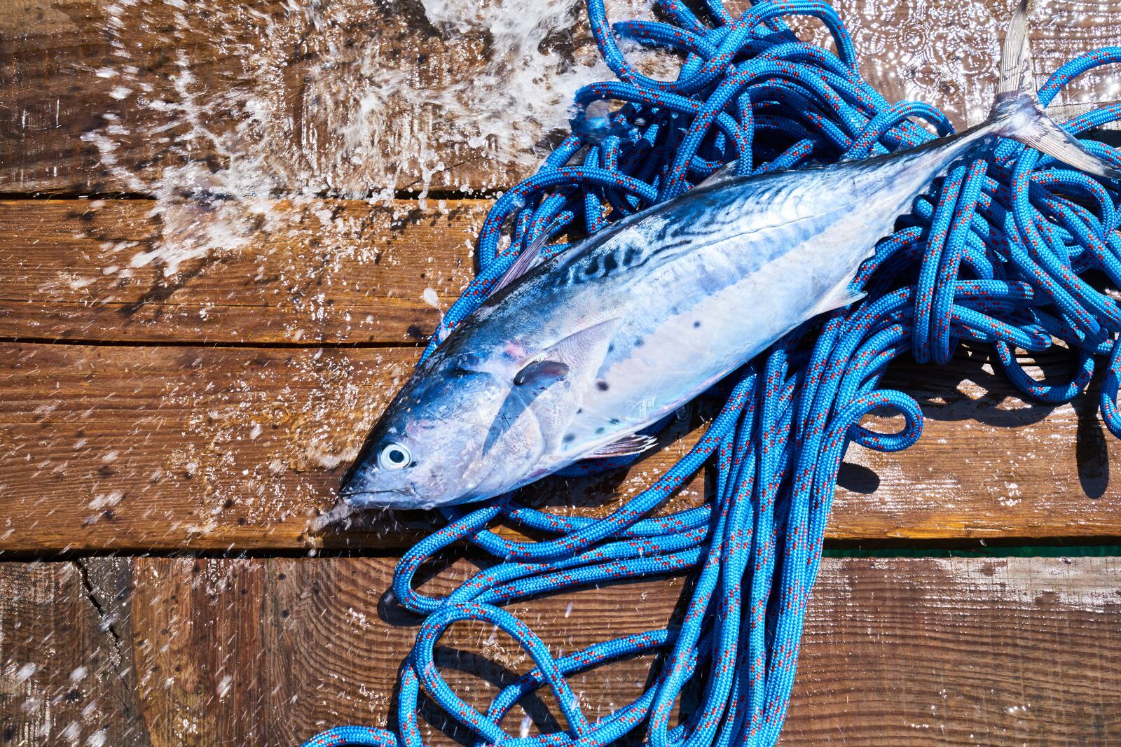 Sony a7R II sample photo. Fish, food, rope photography