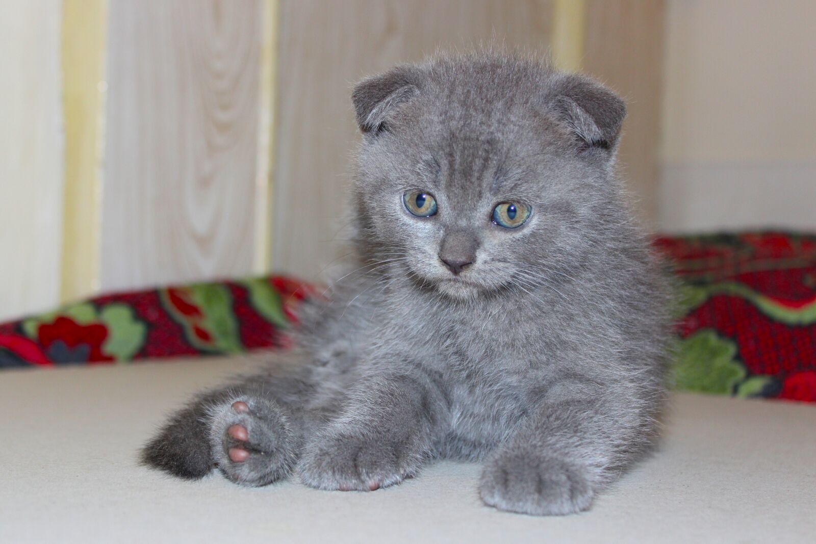 Canon EOS 600D (Rebel EOS T3i / EOS Kiss X5) sample photo. Cat, kitten, feline photography