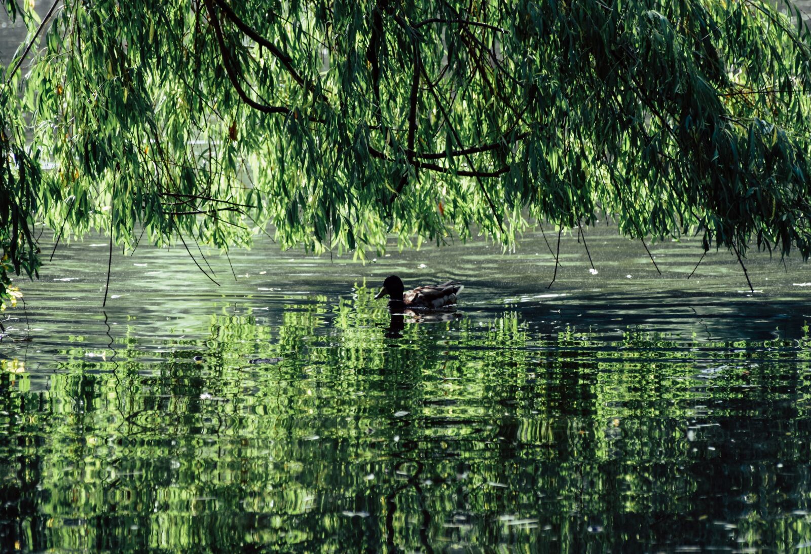Pentax K-30 sample photo. Pond, waters, pasture photography