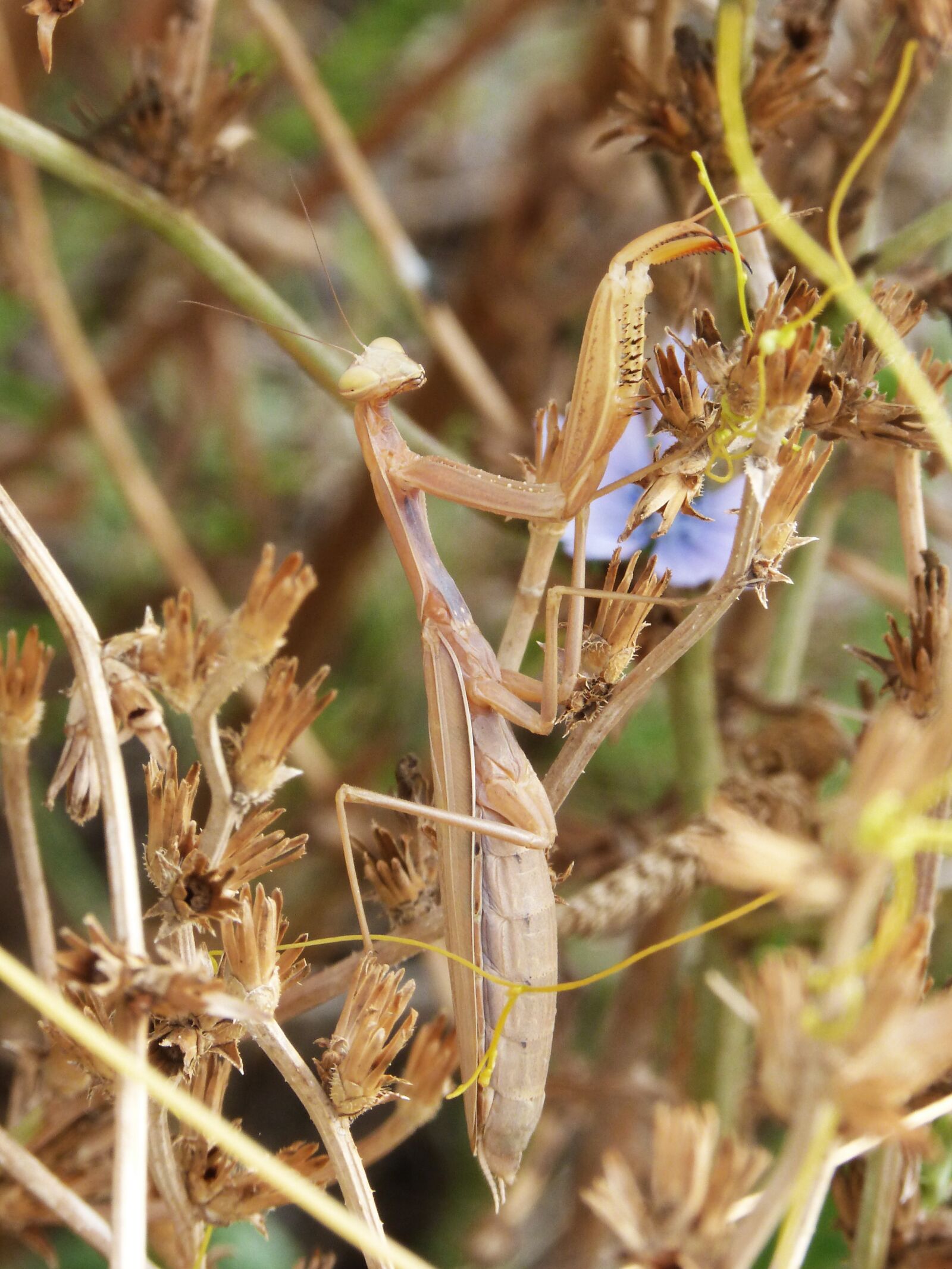 Panasonic DMC-FZ62 sample photo. Mantis religiosa, insect, mantis photography