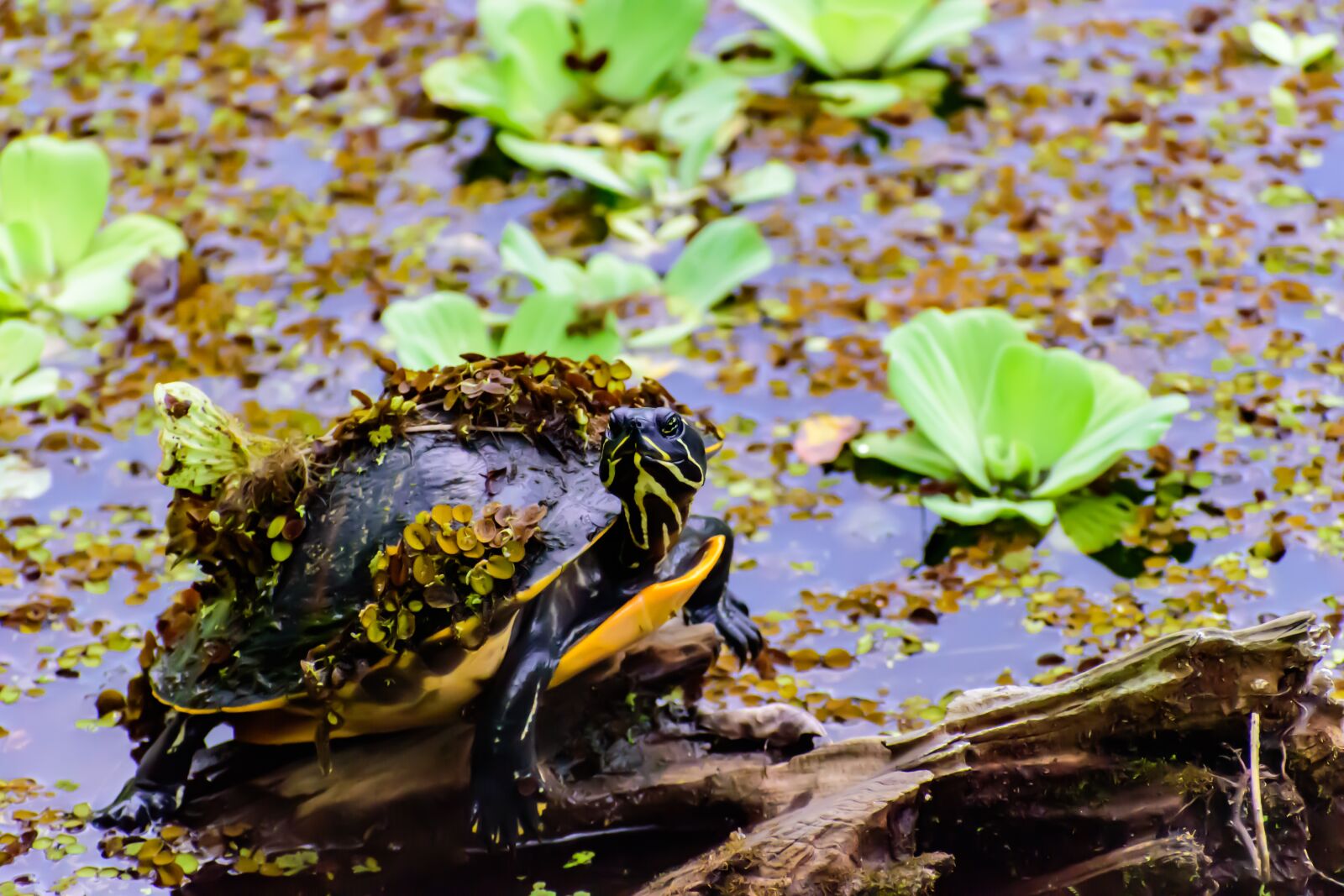 Nikon D3500 sample photo. Turtle, reptile, lake photography