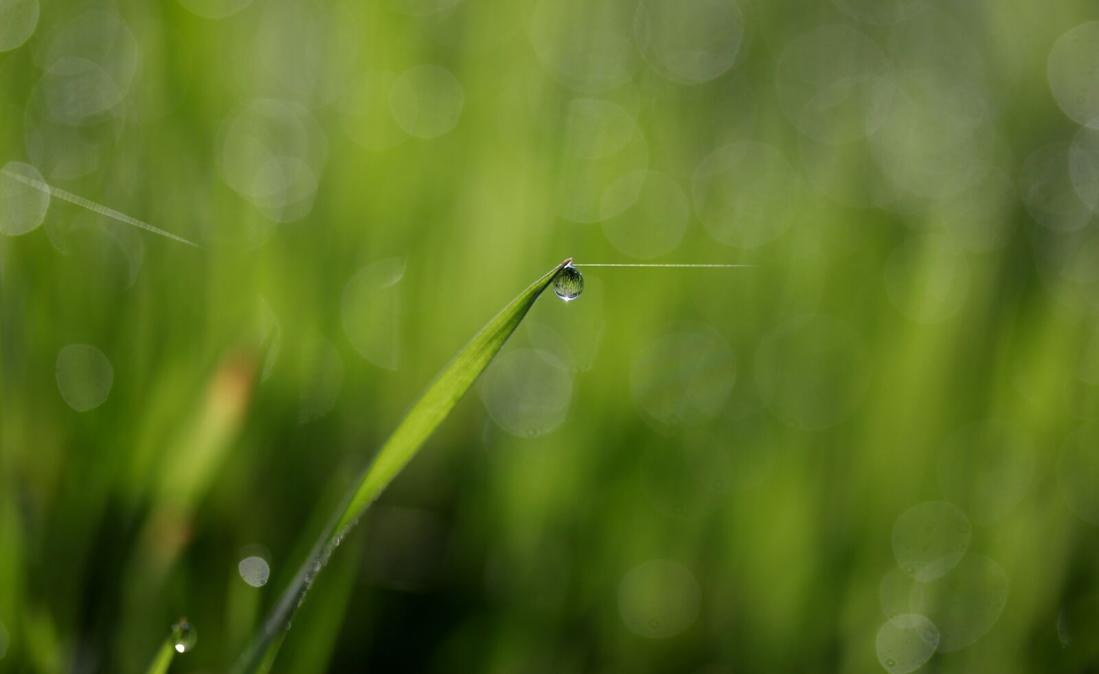 Canon EF-S 60mm F2.8 Macro USM sample photo. Grass, dew, green photography