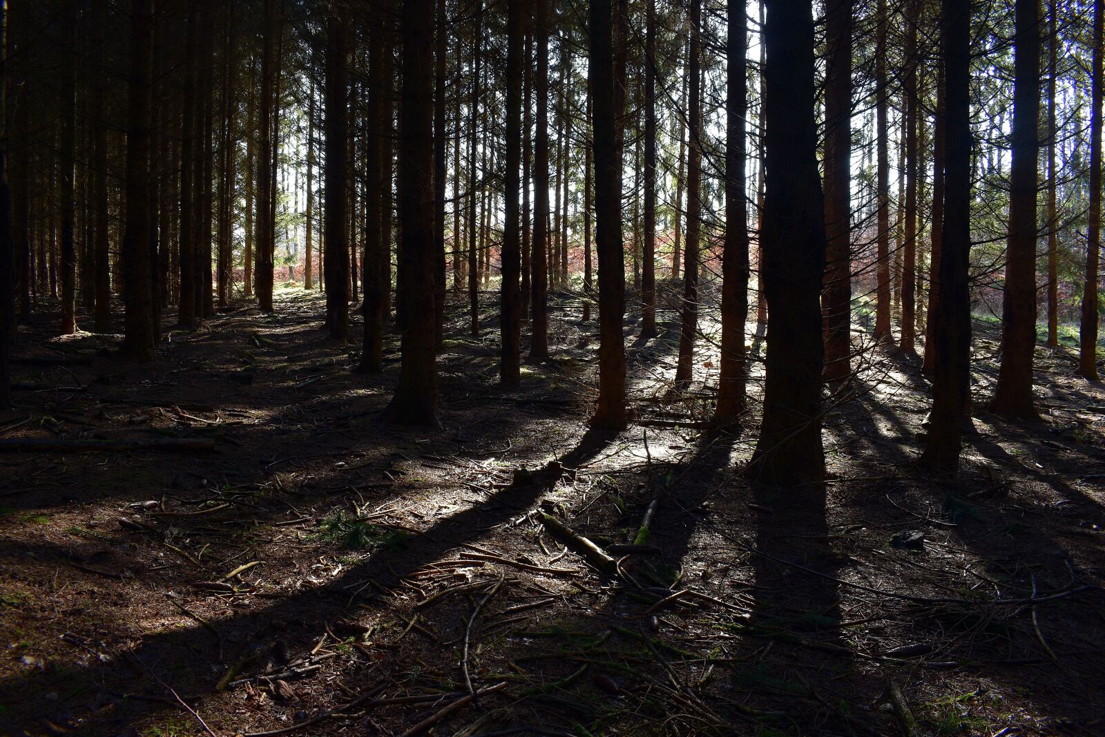 Nikon D3400 sample photo. Forest, landscape, nature photography