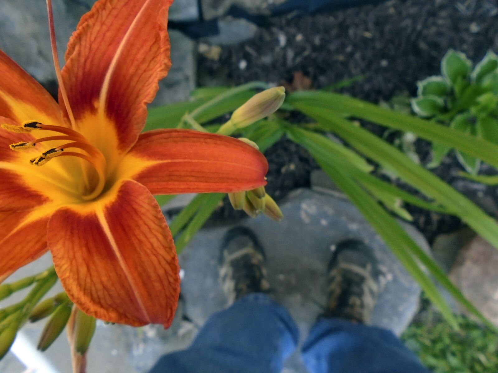 Sony Cyber-shot DSC-W800 sample photo. Flower, feet, shoes photography