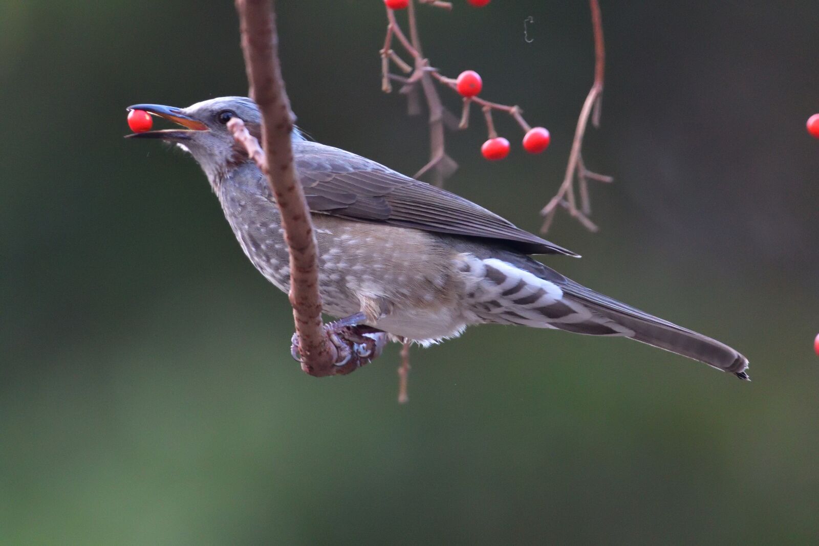 Nikon D500 sample photo. Wild animals, natural, bird photography