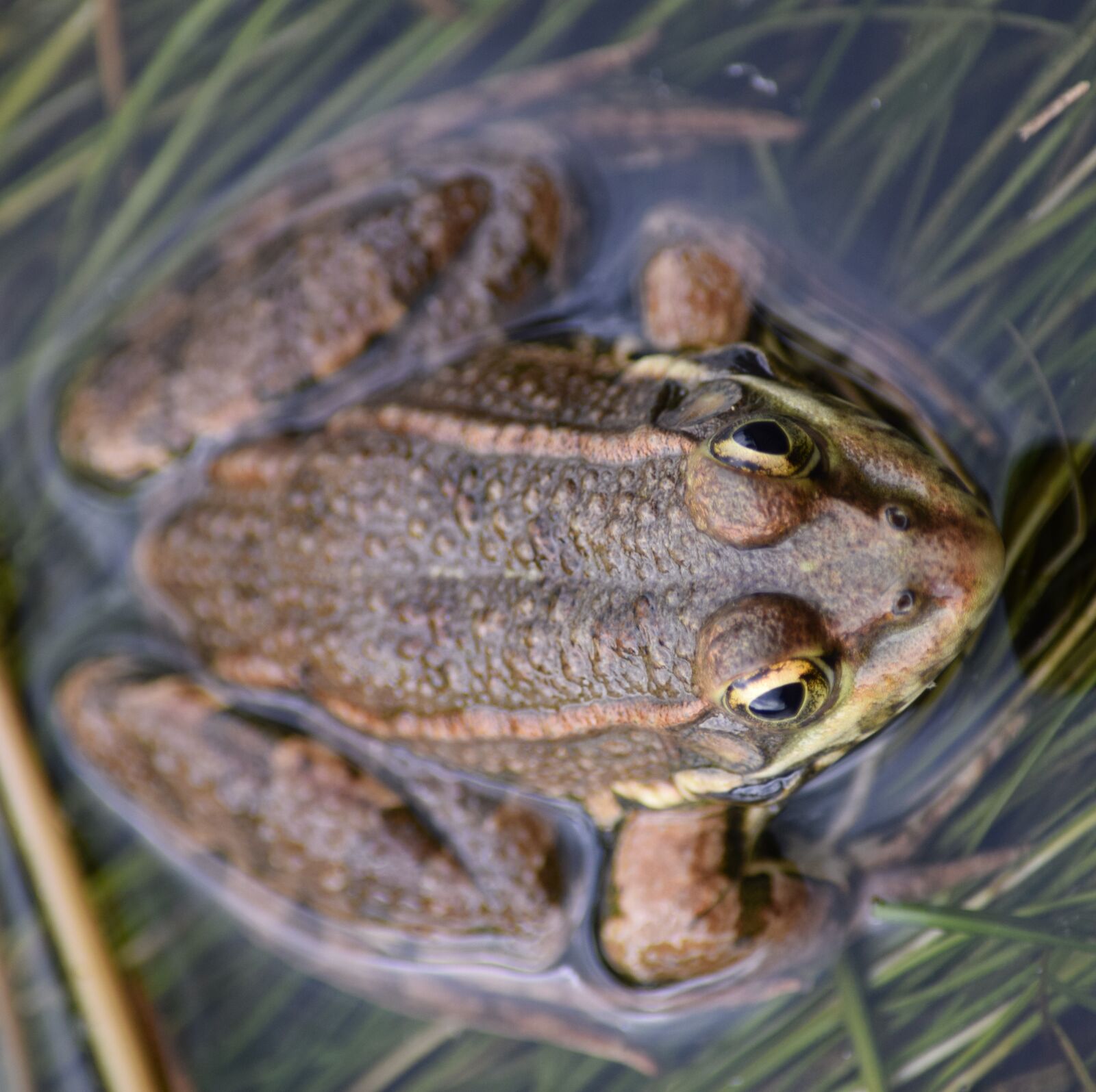 Nikon D5300 sample photo. Frog, amphibian, animal photography