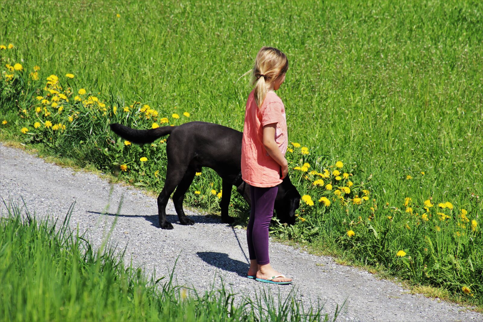 Canon EOS 80D sample photo. Spring, spacer, dog photography