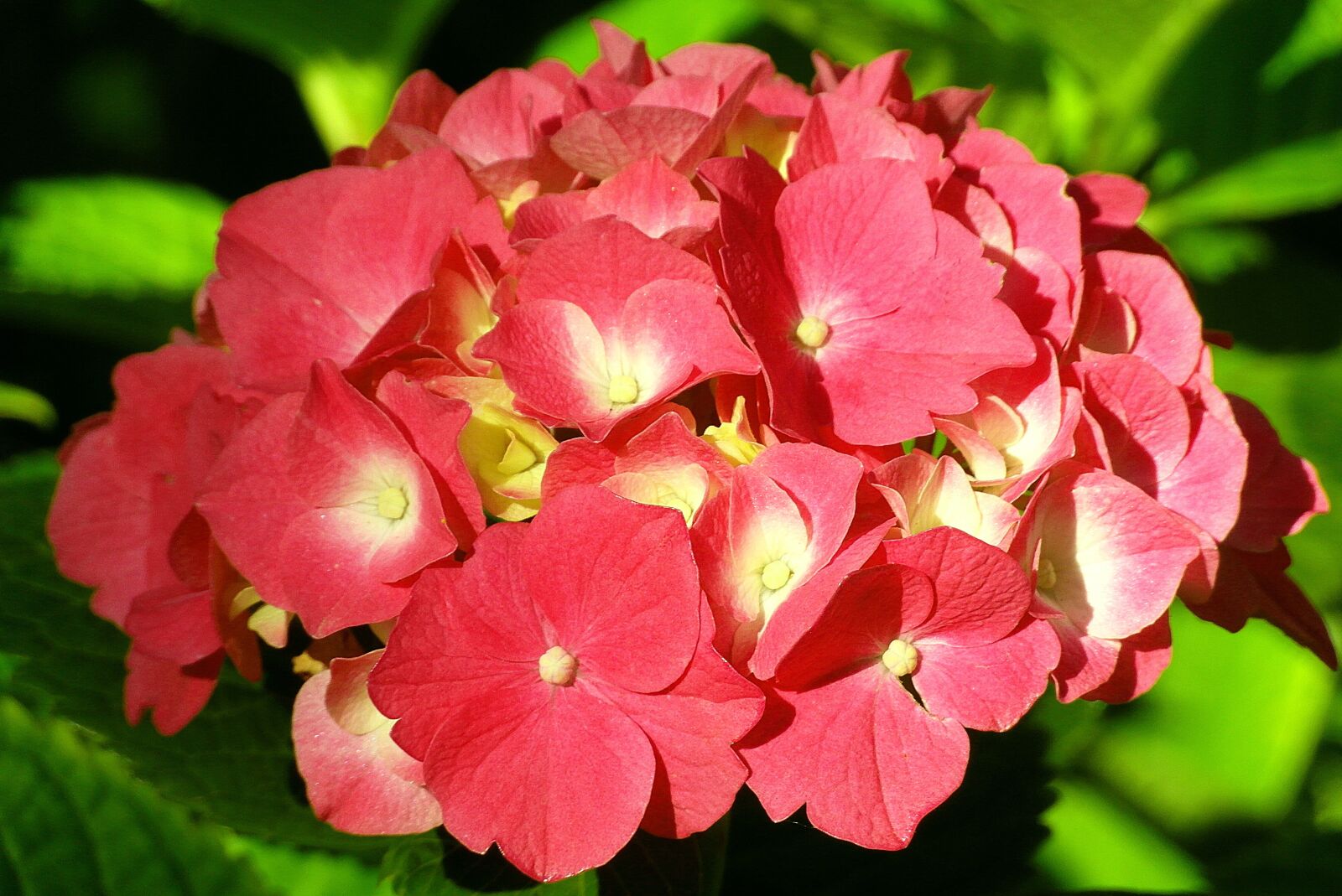 Samsung WB750 sample photo. Hydrangea, flower, garden photography