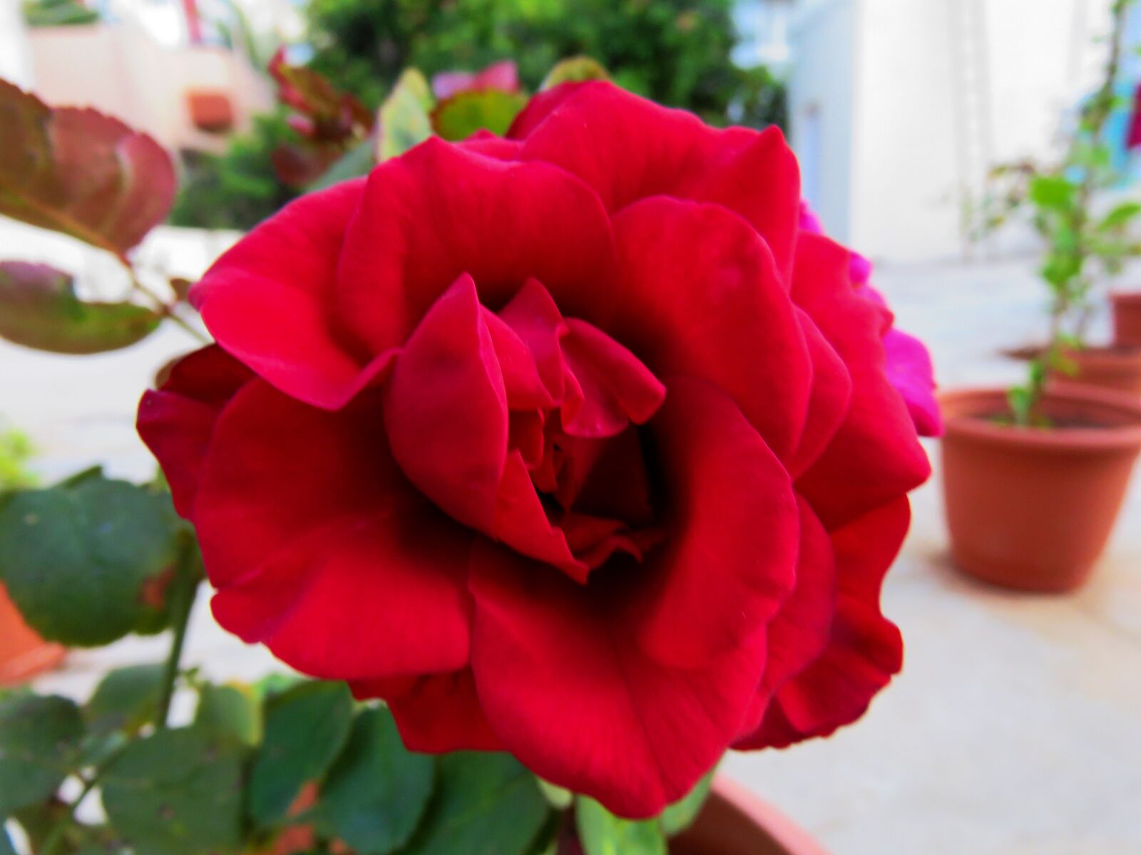 Canon PowerShot SX60 HS sample photo. Red rose, rose, rose photography