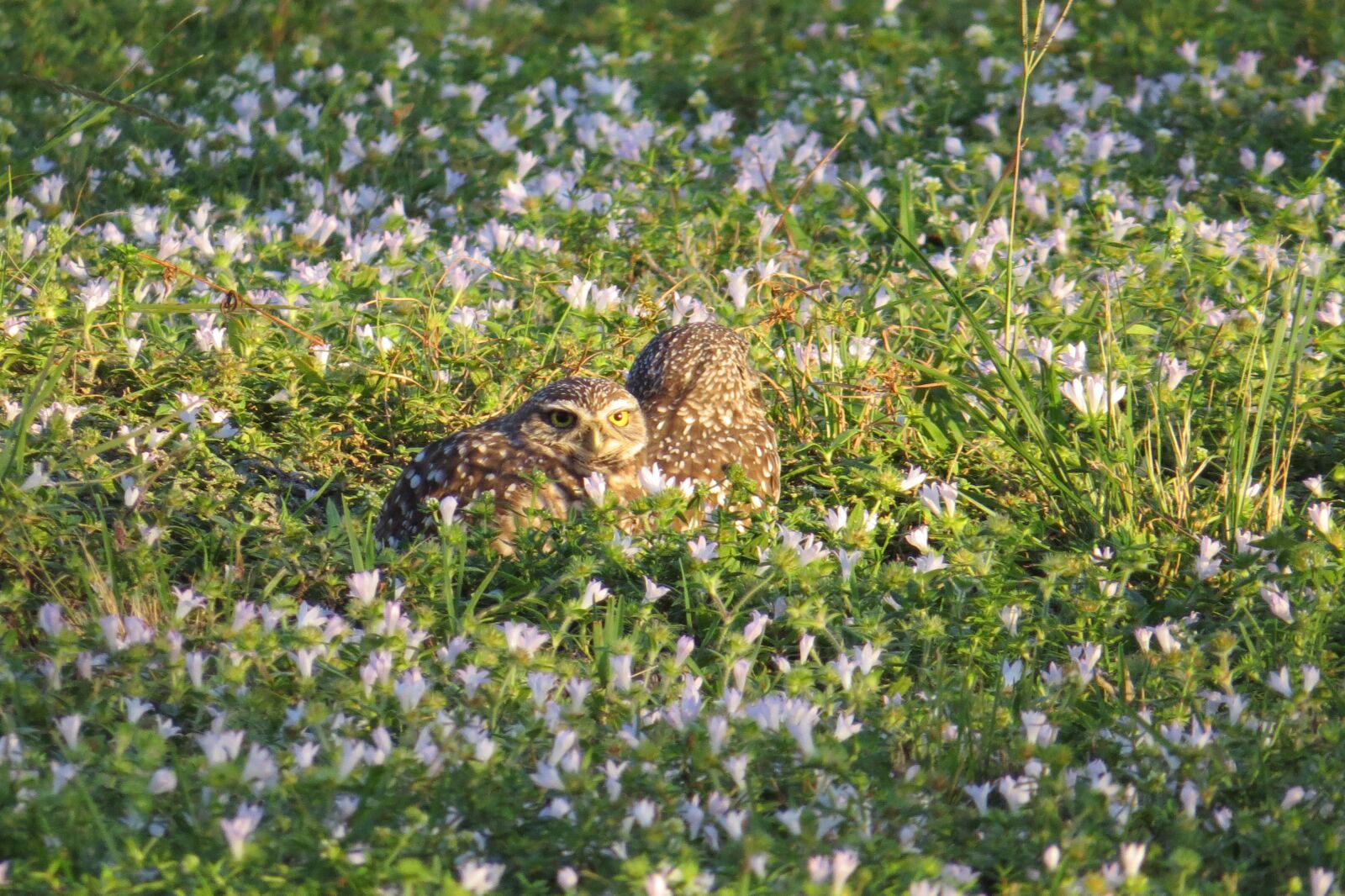 Canon PowerShot SX50 HS sample photo. Owl, burrowing owl, bird photography