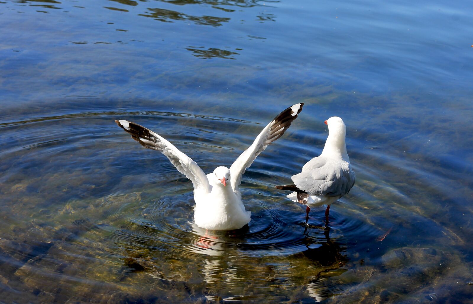 Canon EOS 1100D (EOS Rebel T3 / EOS Kiss X50) + Canon EF 50mm F1.8 II sample photo. Seagull, birds of new photography