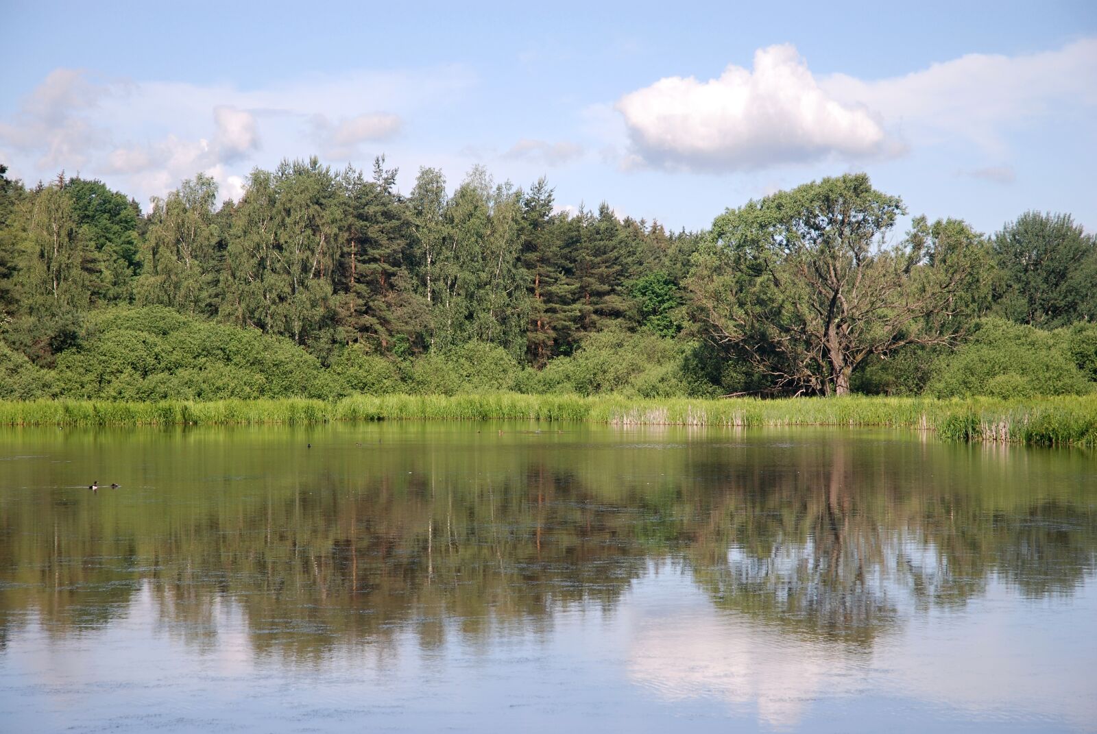 Nikon D80 sample photo. Landscape, pond, water photography