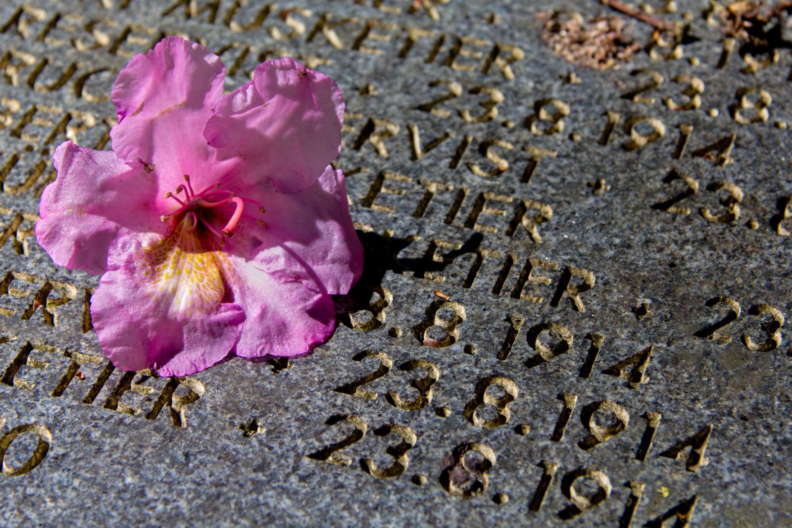 Canon EF-S 17-85mm F4-5.6 IS USM sample photo. Grave, rose, stone photography