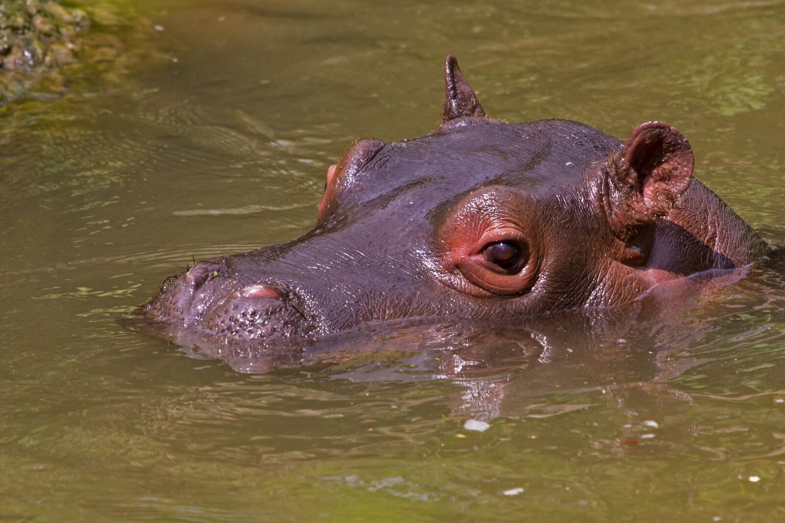 Canon EOS 7D sample photo. Hippopotamus, hippo, eye photography