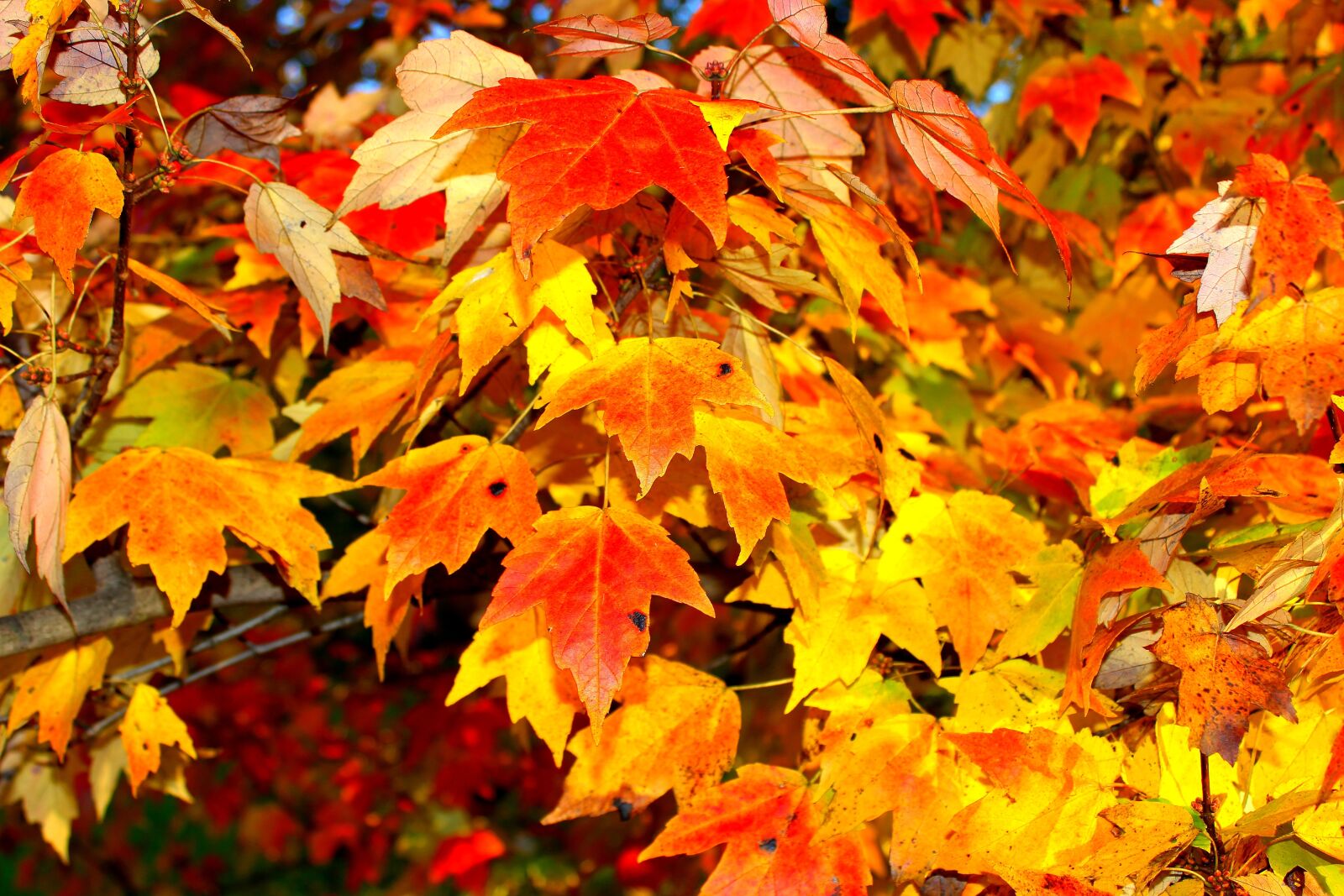 Canon EOS 600D (Rebel EOS T3i / EOS Kiss X5) sample photo. Autumn, leaves, orange photography