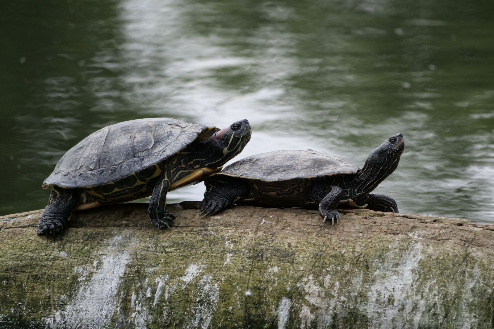 Panasonic Lumix DC-G9 sample photo. Turtles, nature, water turtle photography