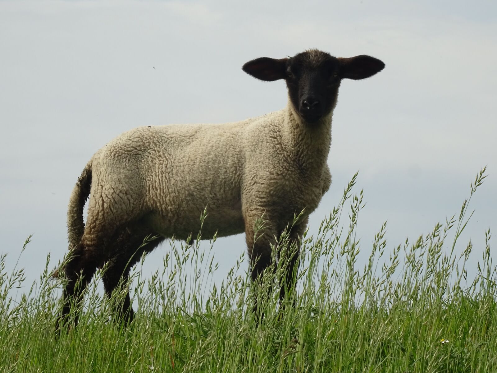 Sony DSC-HX60 sample photo. Nature, sheep, animal photography