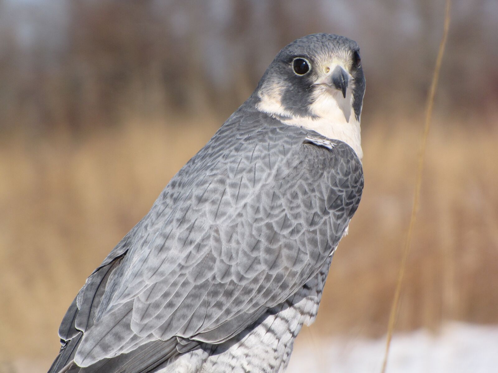 Canon PowerShot SX10 IS sample photo. Peregrine falcon, bird, peregrine photography