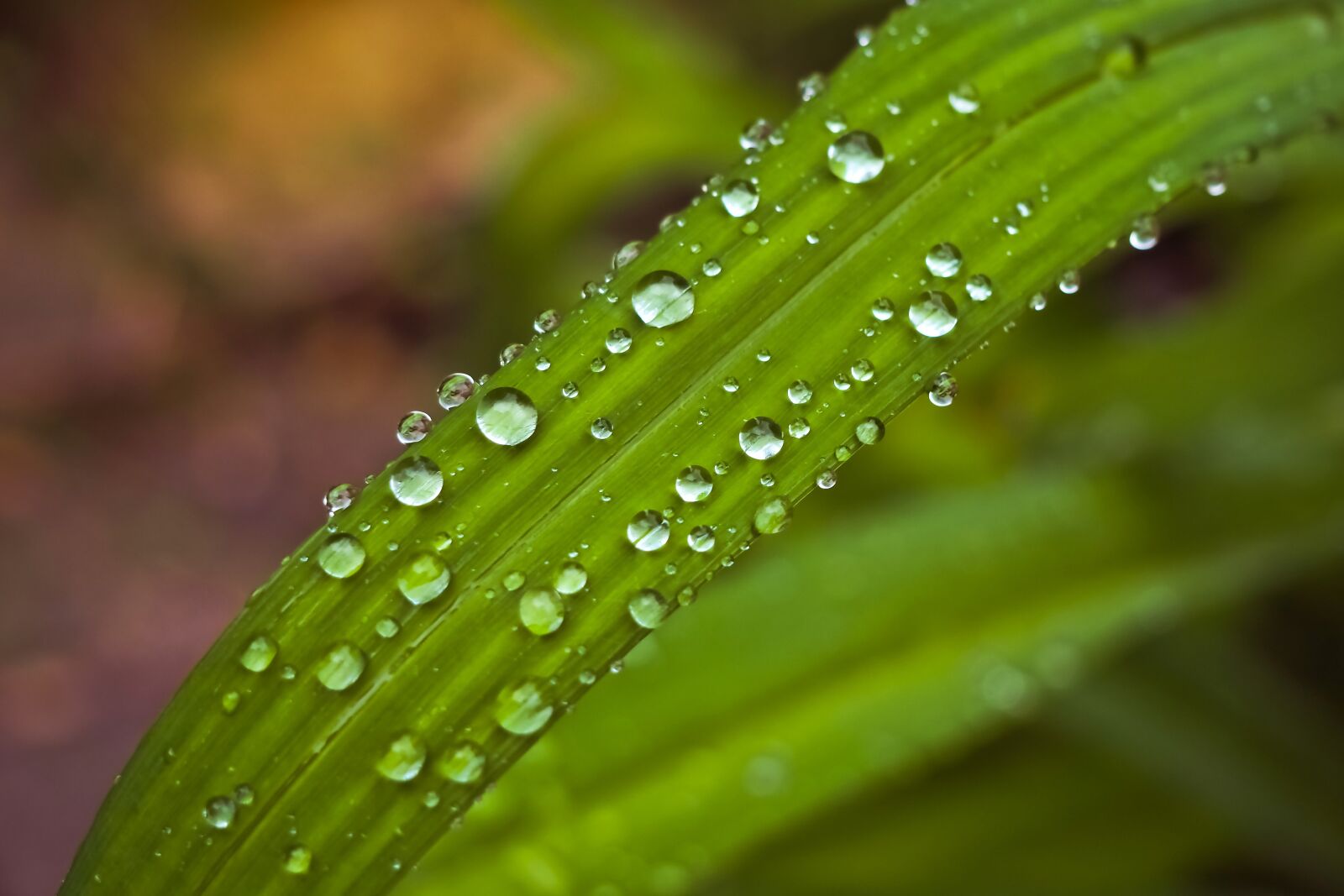 Olympus OM-D E-M10 sample photo. Leaf, water, drip photography