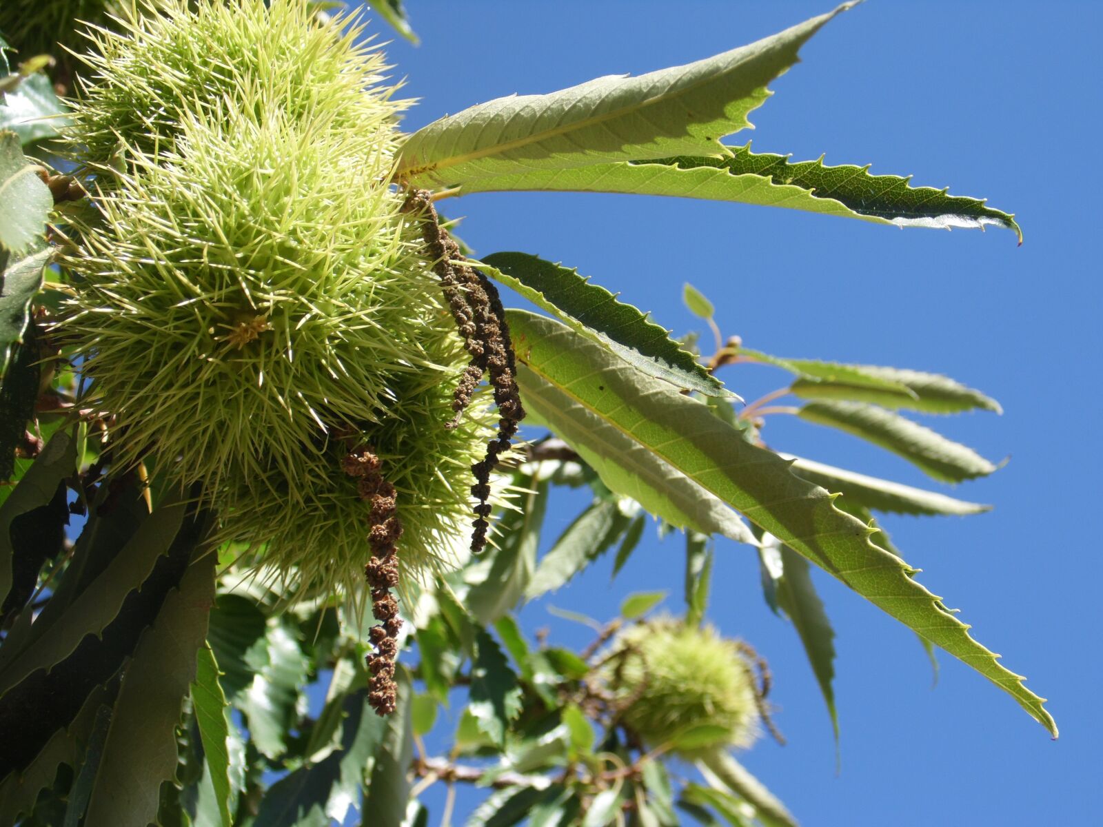 Samsung WB100/  WB101 sample photo. Chestnut, castanea sativa photography