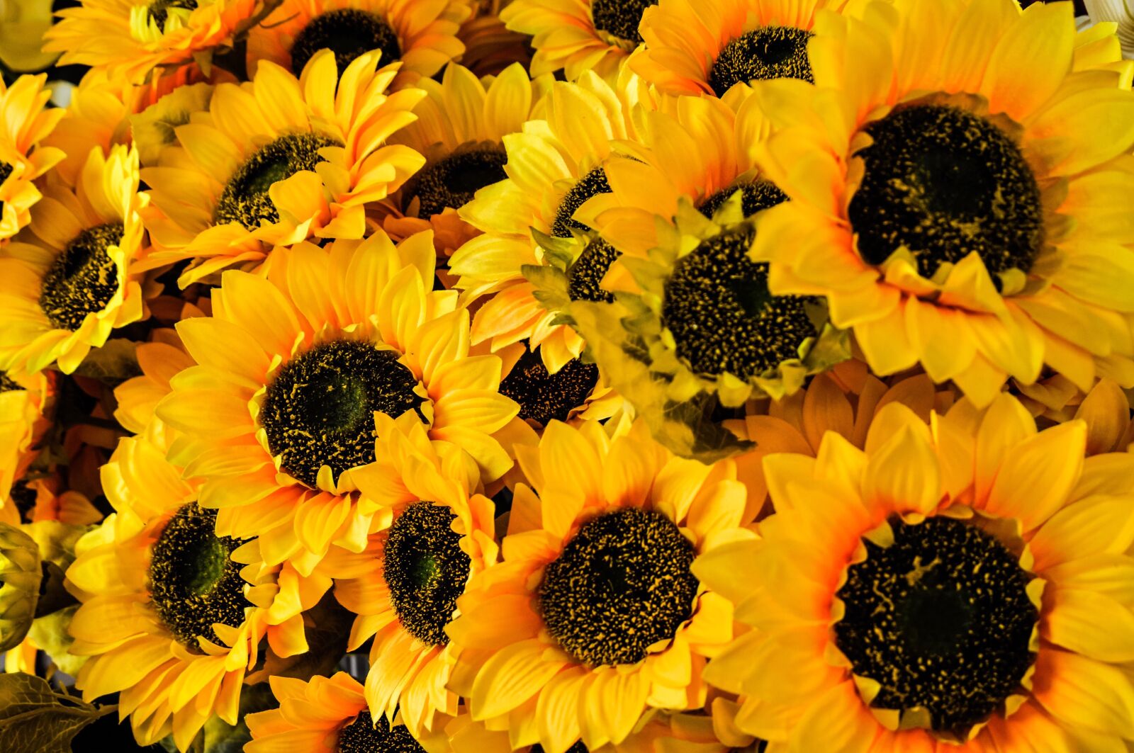Nikon D90 sample photo. Flowers, yellow, sunflowers photography