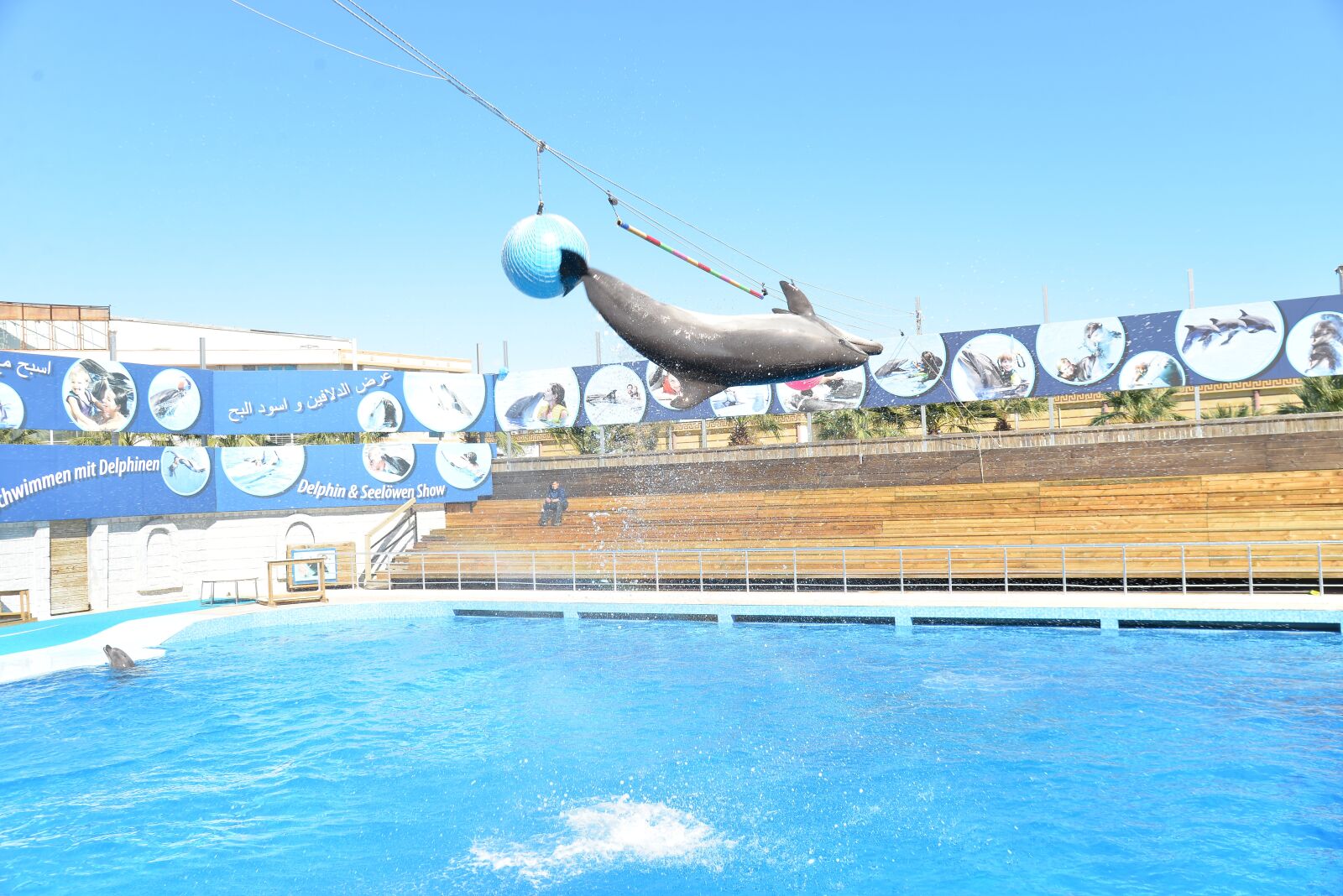 Nikon D610 sample photo. Dolphins, dolphin show, dolphin photography