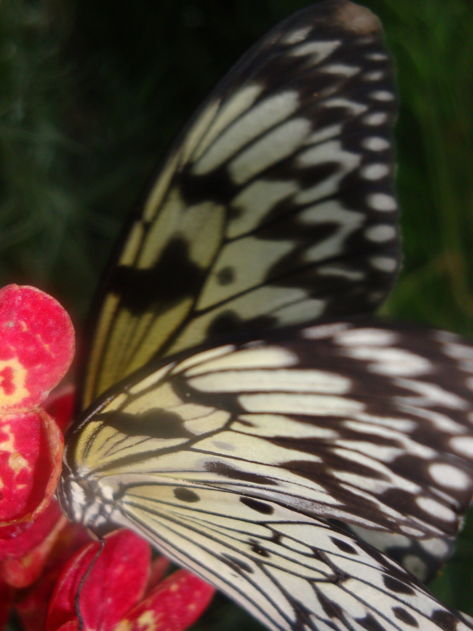 Sony Cyber-shot DSC-W170 sample photo. Butterfly, island, mainau photography