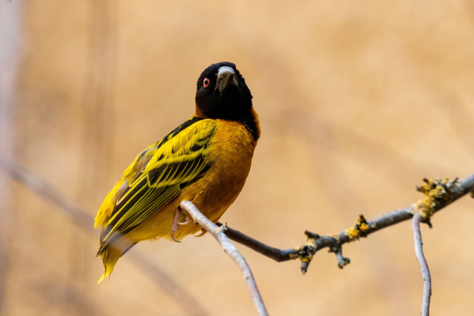 Canon EF 70-300 F4-5.6 IS II USM sample photo. Bird, animal, nature photography
