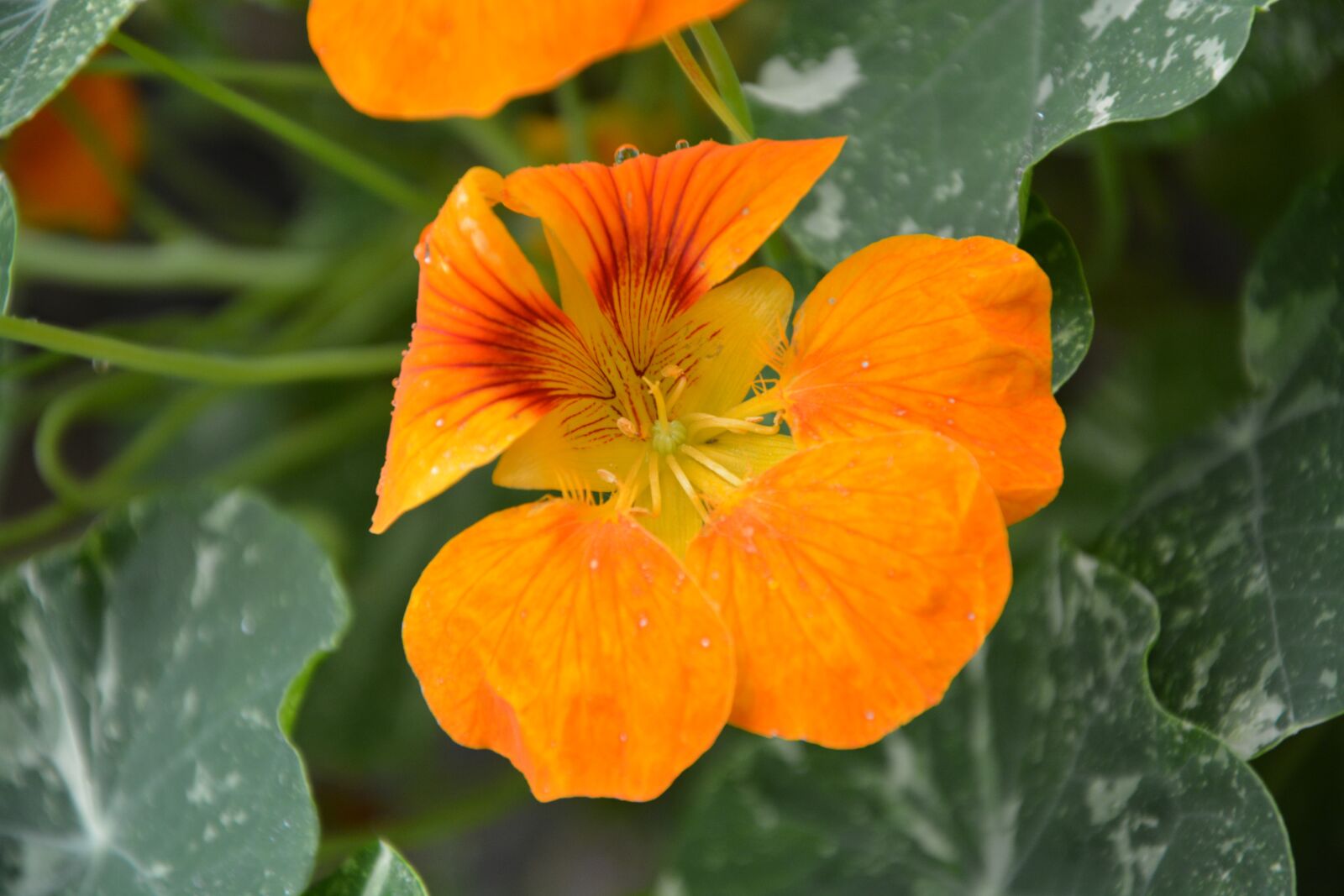 Nikon D5200 sample photo. Flower, green leaf, green photography