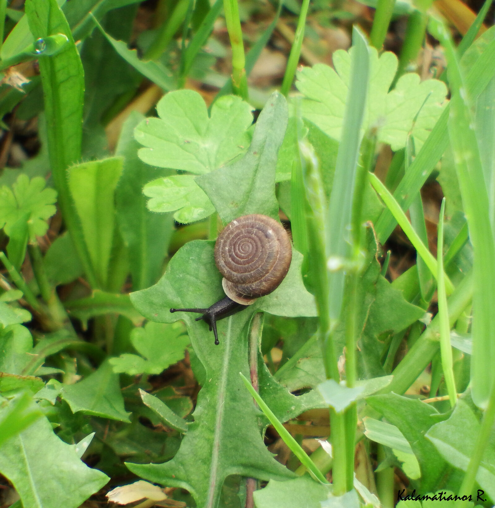 Fujifilm FinePix S1 sample photo. Grass, macro, nature, shell photography