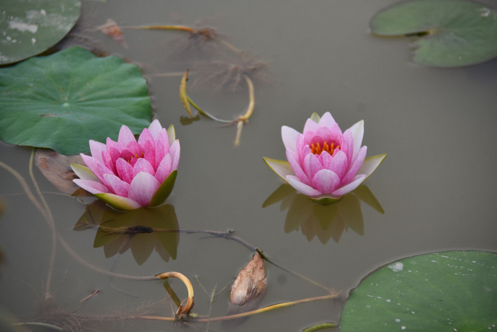 Nikon D7200 sample photo. Water lily, flower, petals photography