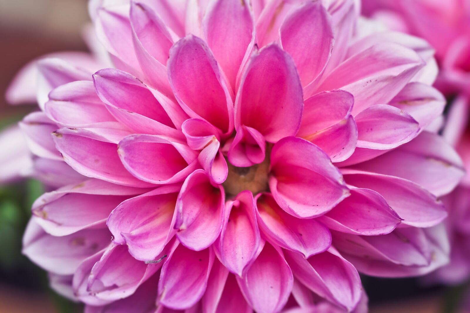 Olympus OM-D E-M10 sample photo. Flower, dahlia, blossom photography