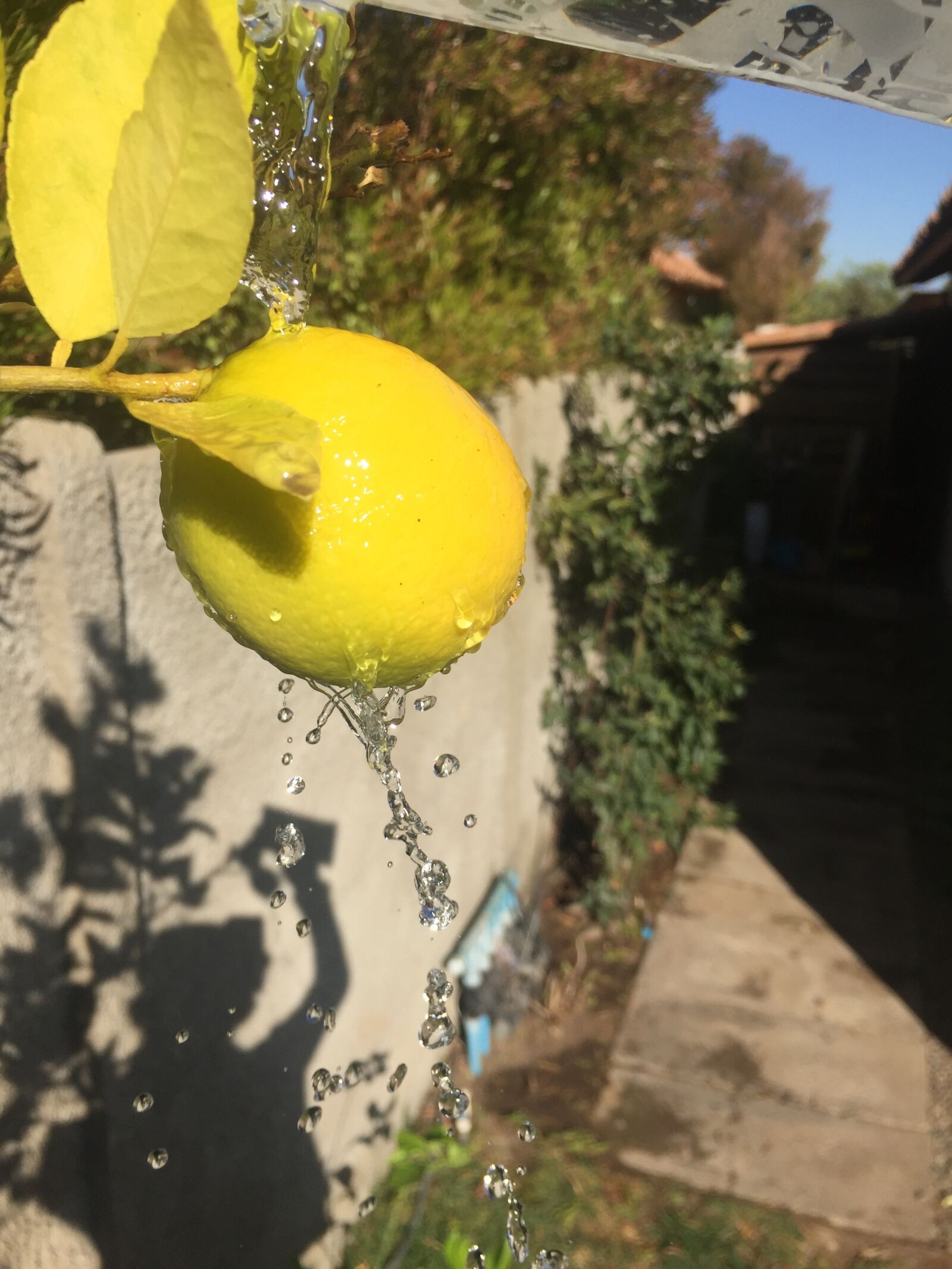 iPhone 6 back camera 4.15mm f/2.2 sample photo. Fruit, food, lemon photography