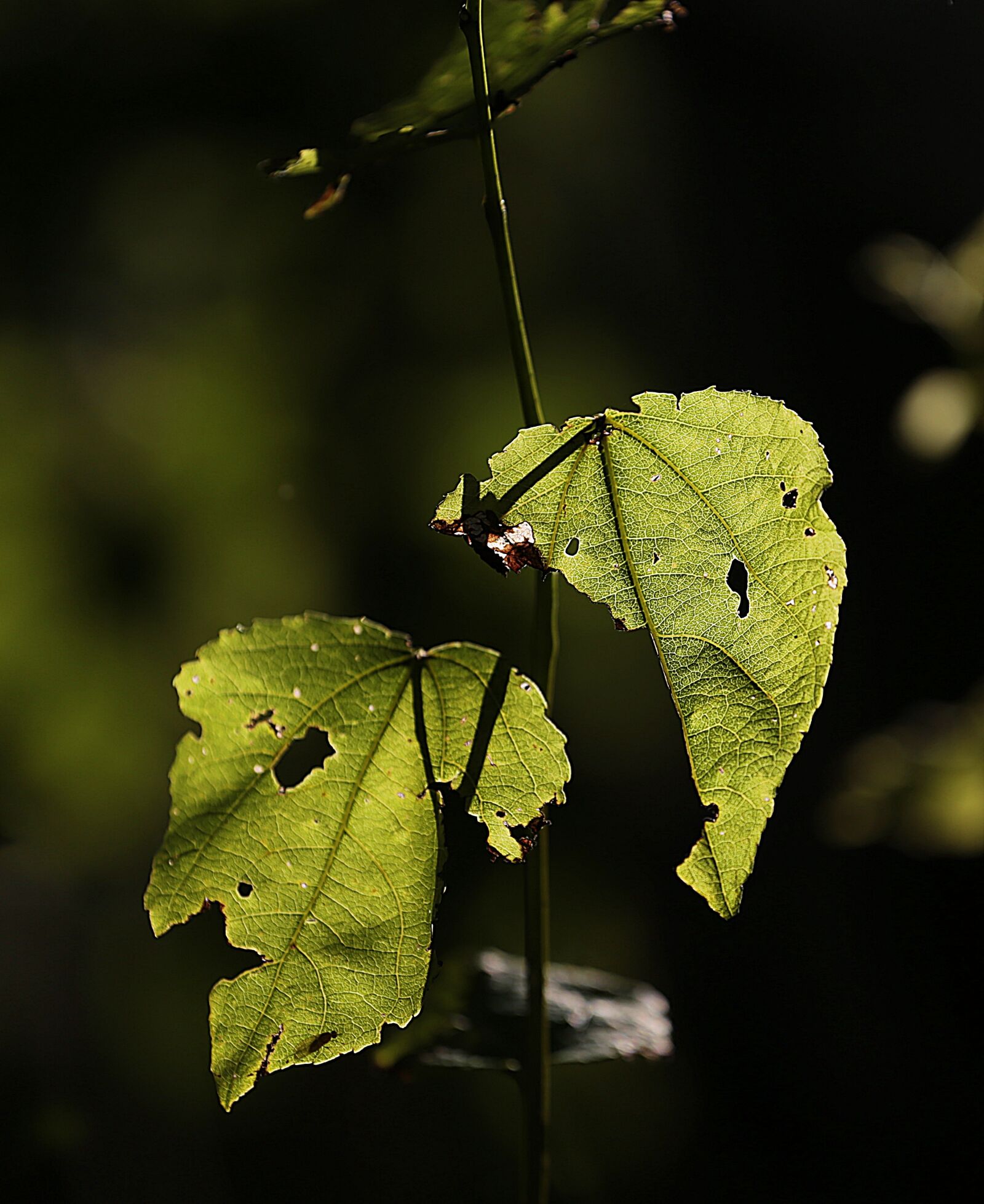 Canon EOS 6D + Canon EF 70-200mm F4L USM sample photo. Macro, leaves, beauty photography