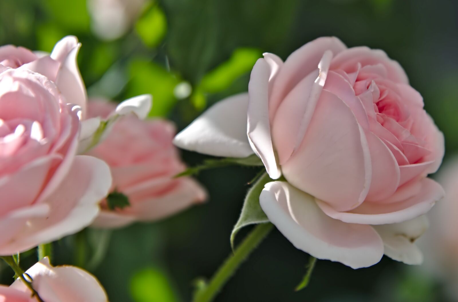Nikon D750 sample photo. Roses, pink, rose petals photography