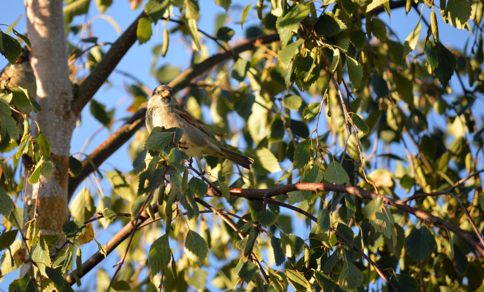 Nikon D3200 sample photo. Bird, fink, tree photography