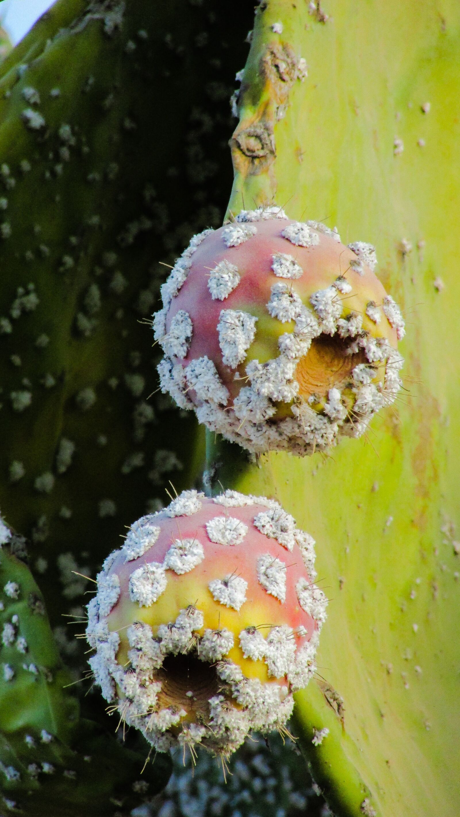 Canon PowerShot SX400 IS sample photo. Prickly pear, plant, cactus photography