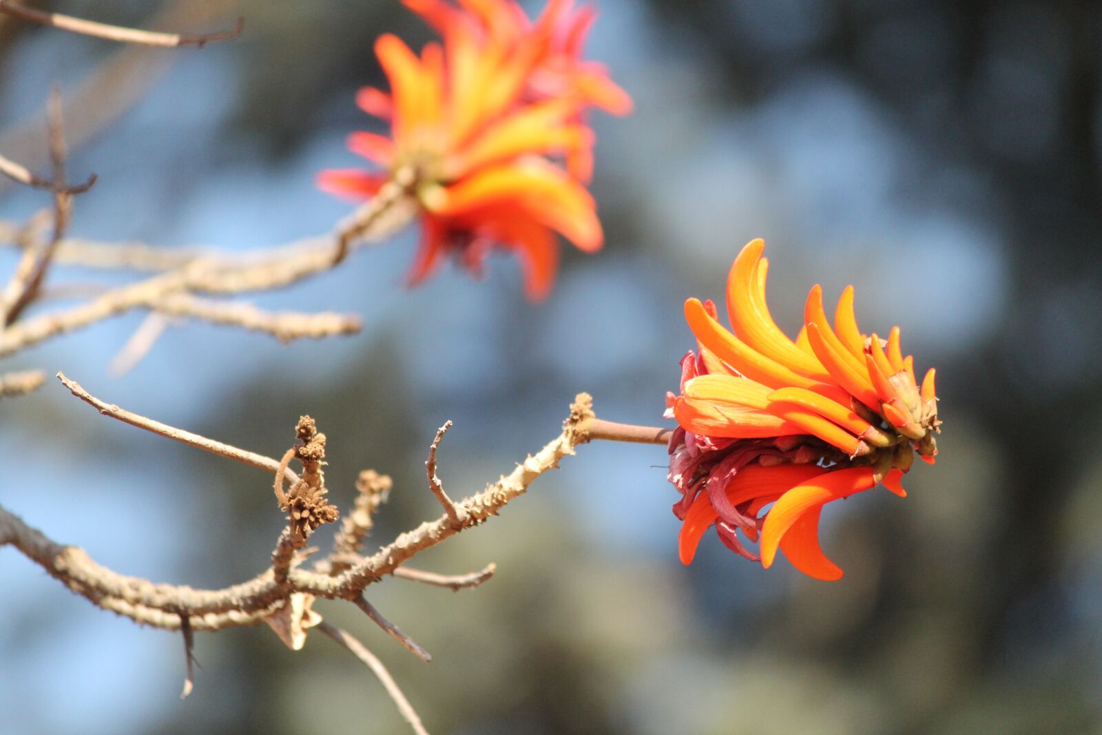 Canon EOS 1100D (EOS Rebel T3 / EOS Kiss X50) sample photo. Tree flower, orange, plant photography