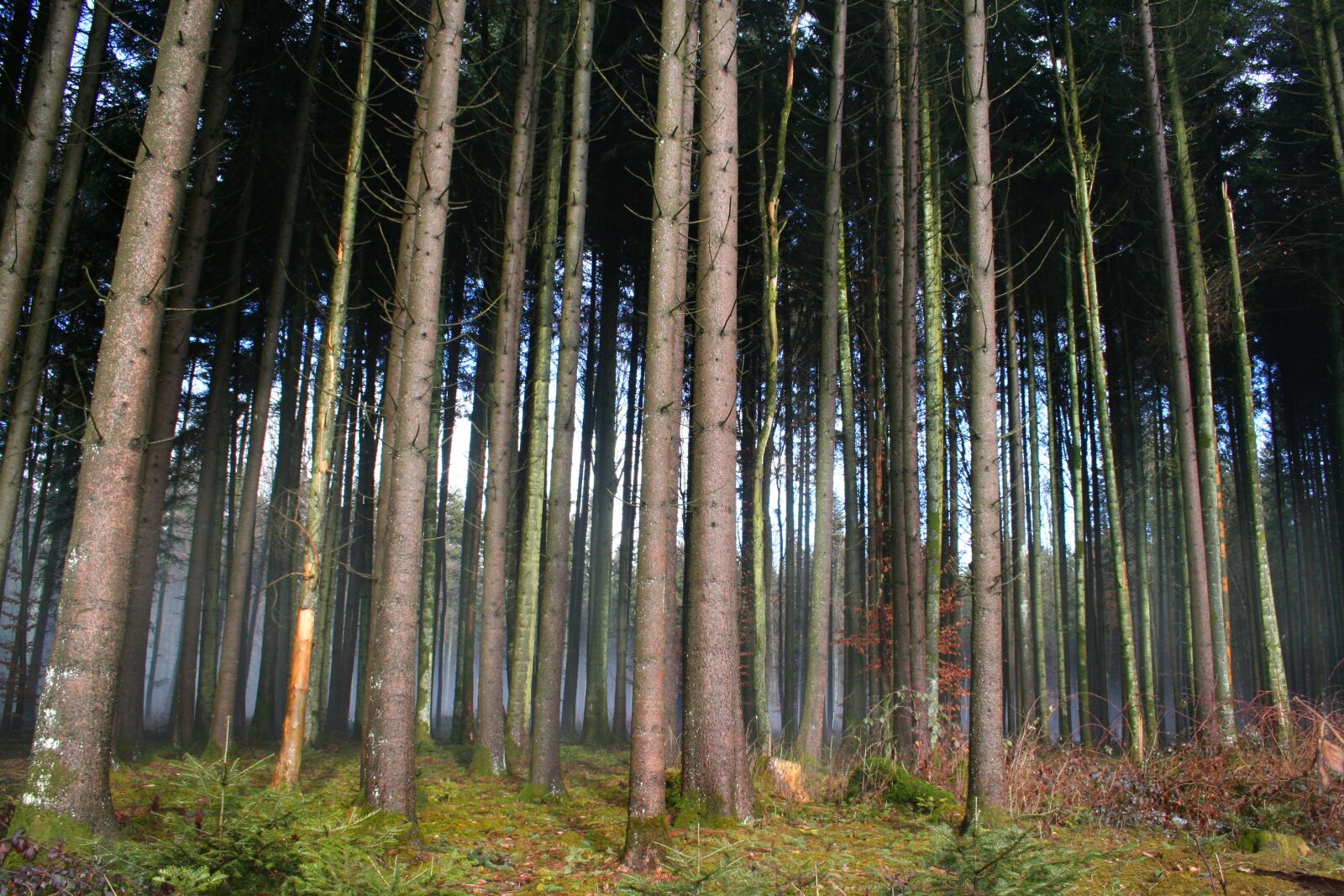 Canon EOS 350D (EOS Digital Rebel XT / EOS Kiss Digital N) sample photo. Forest, trees, nature photography