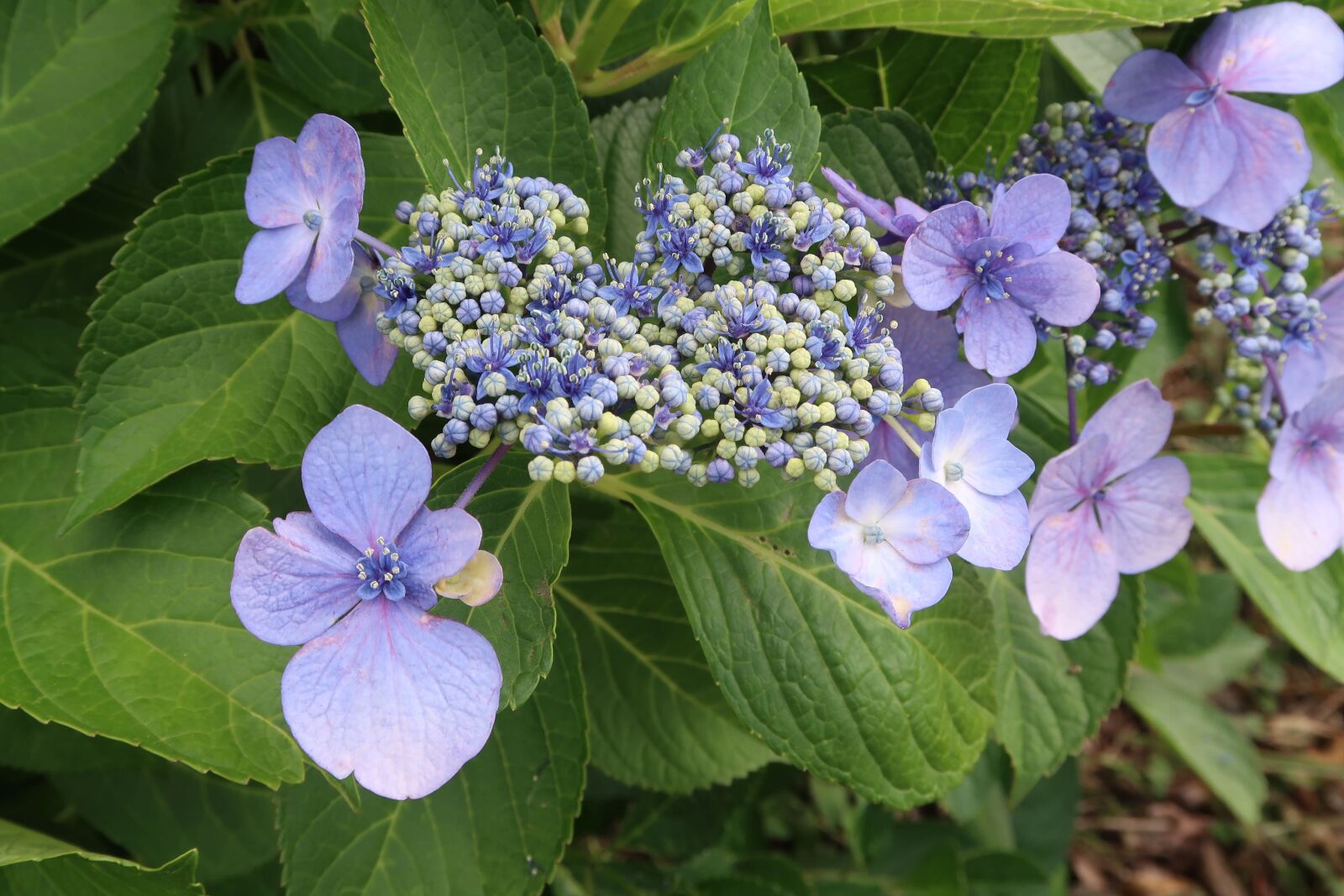 Canon PowerShot G7 X Mark II sample photo. Natural, flowers, hydrangea photography