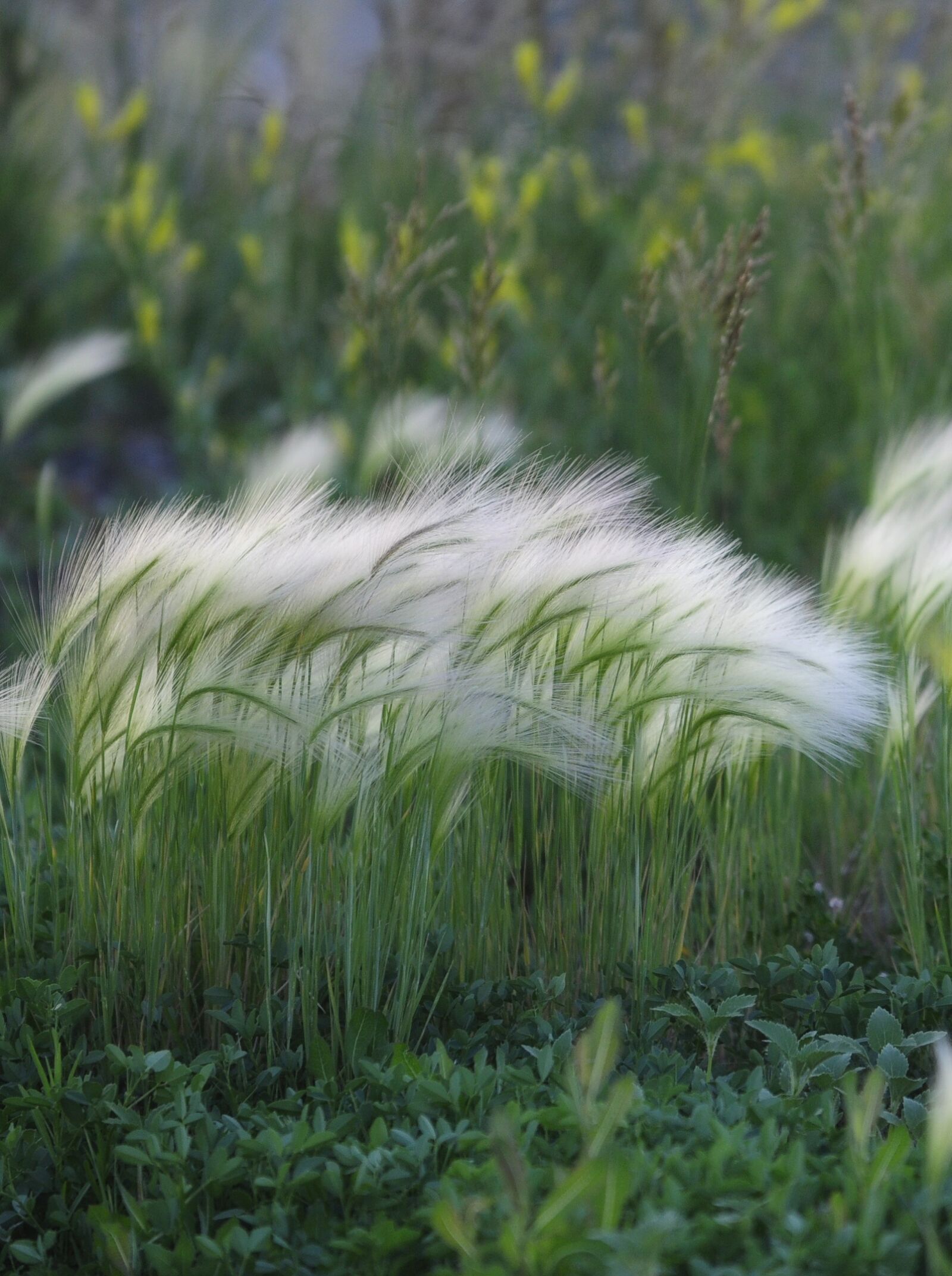 Nikon D90 sample photo. Nature, plants, colorado photography