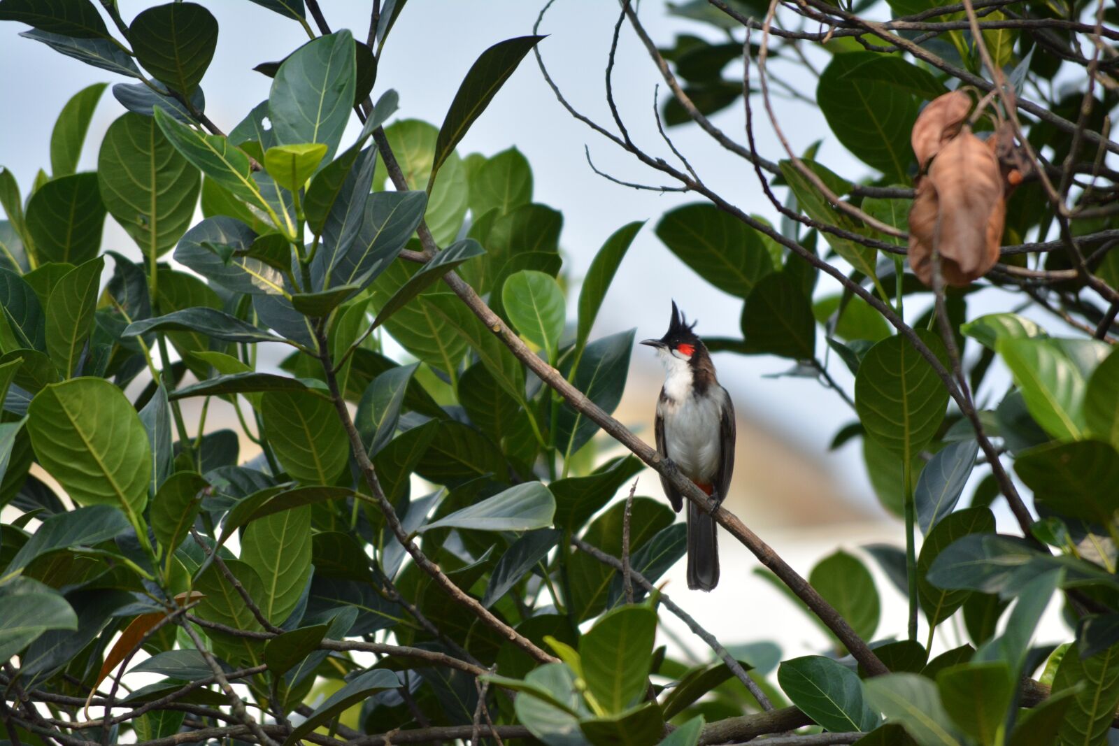 Nikon D5200 sample photo. Bulbul, red, whiskered photography