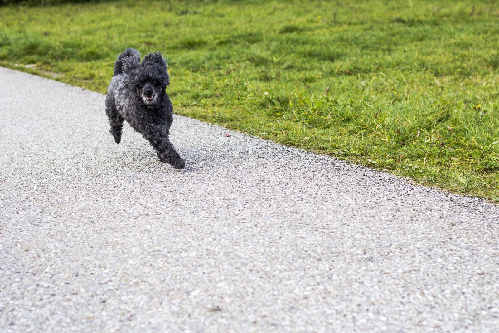 Canon EOS 600D (Rebel EOS T3i / EOS Kiss X5) + Canon EF 50mm F1.8 II sample photo. Dog, doggy, hunting dog photography