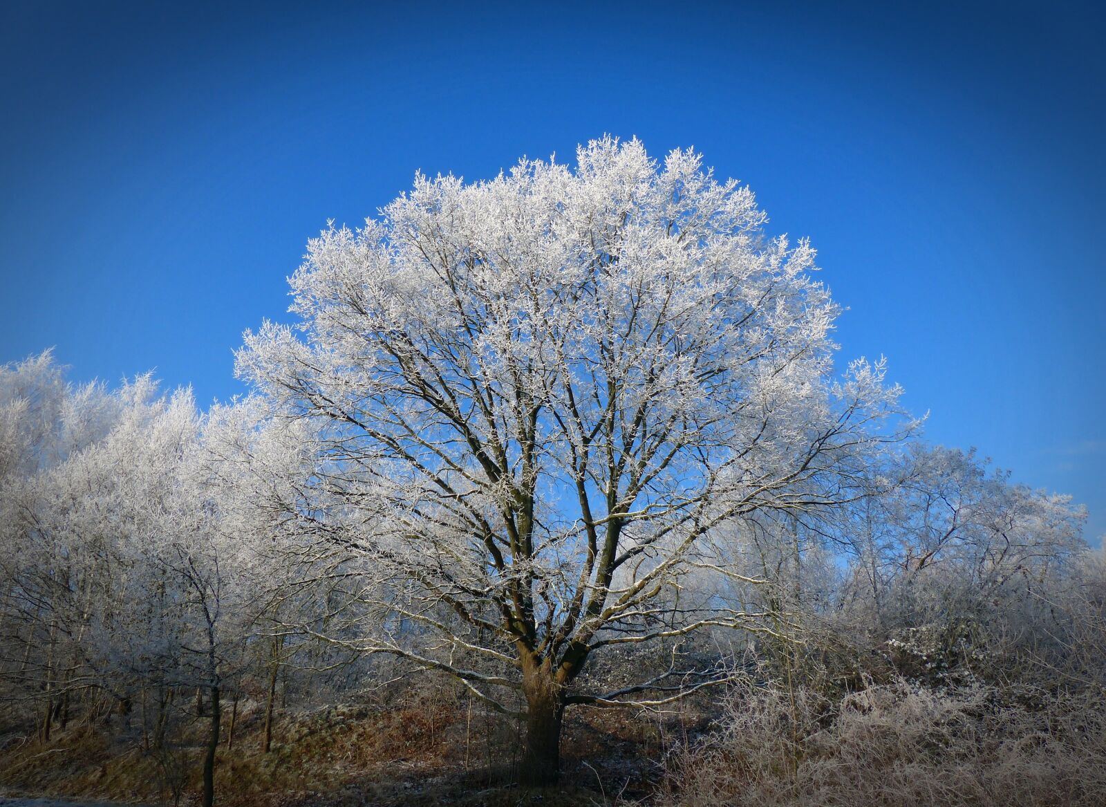 Panasonic Lumix DMC-FZ200 sample photo. Winter, tree, wintry photography