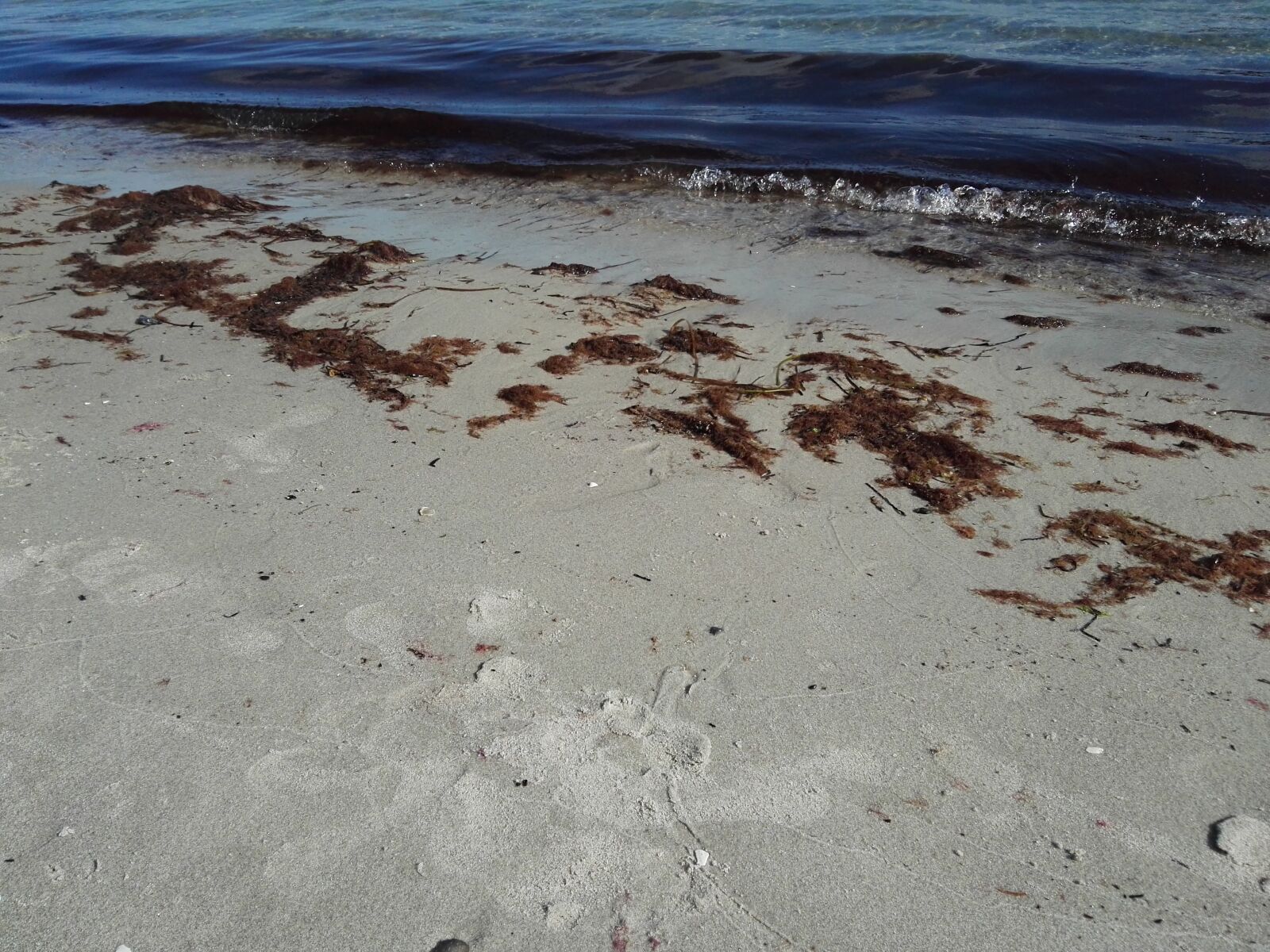 HUAWEI GRA-L09 sample photo. Beach, sea, seaweed photography
