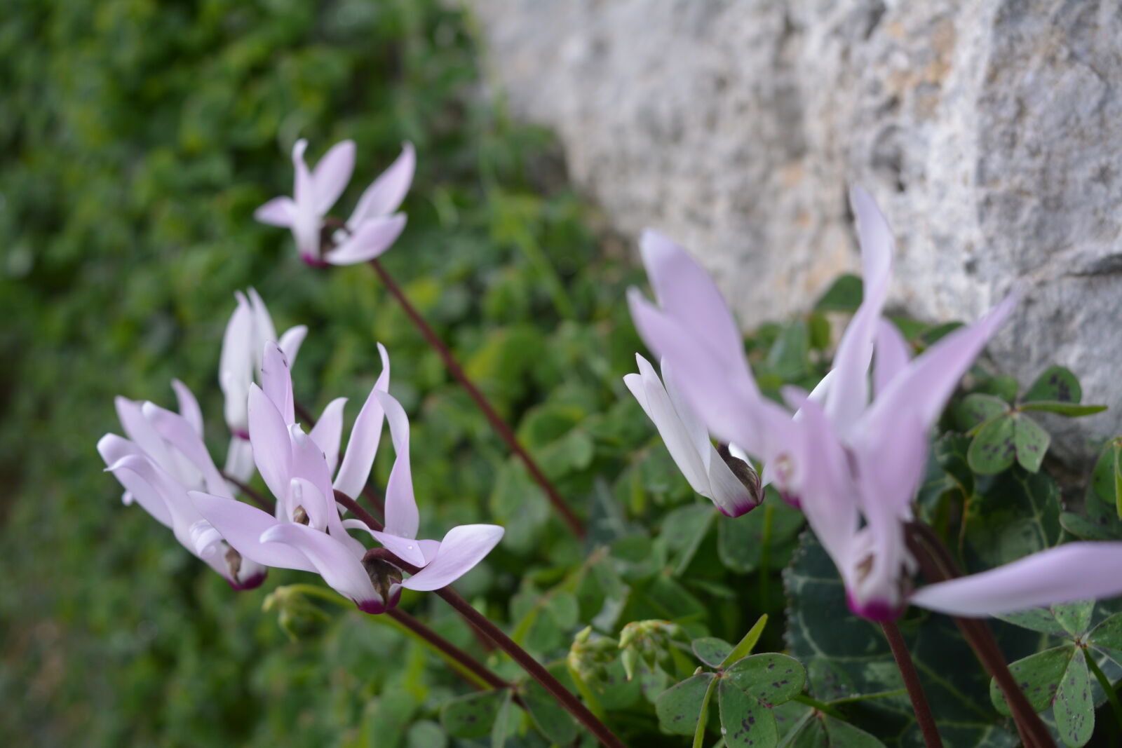 Nikon D5200 sample photo. Flowers, plant, flora, bloom photography