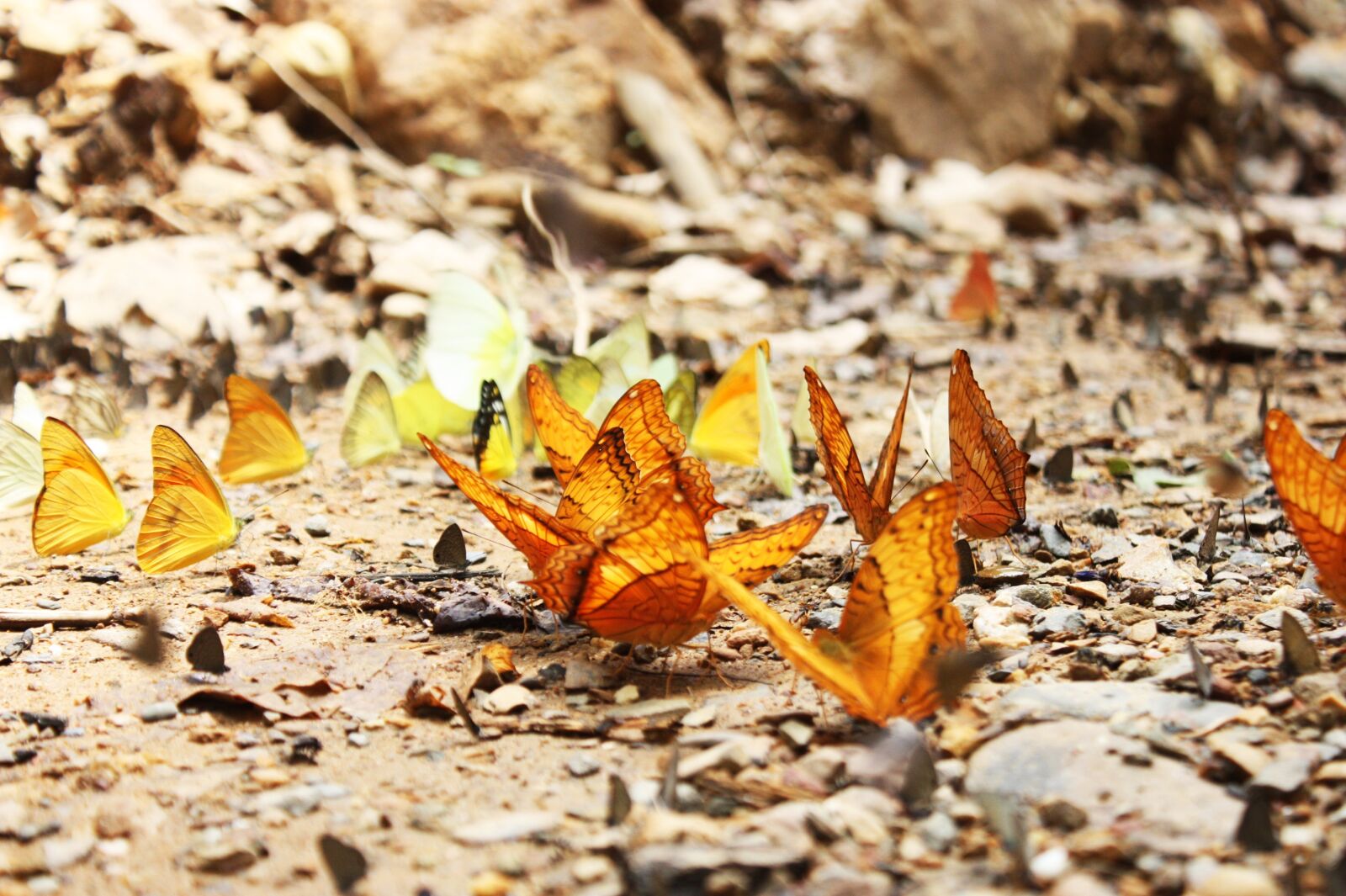 Canon EOS 450D (EOS Rebel XSi / EOS Kiss X2) sample photo. Butterfly, the national park photography