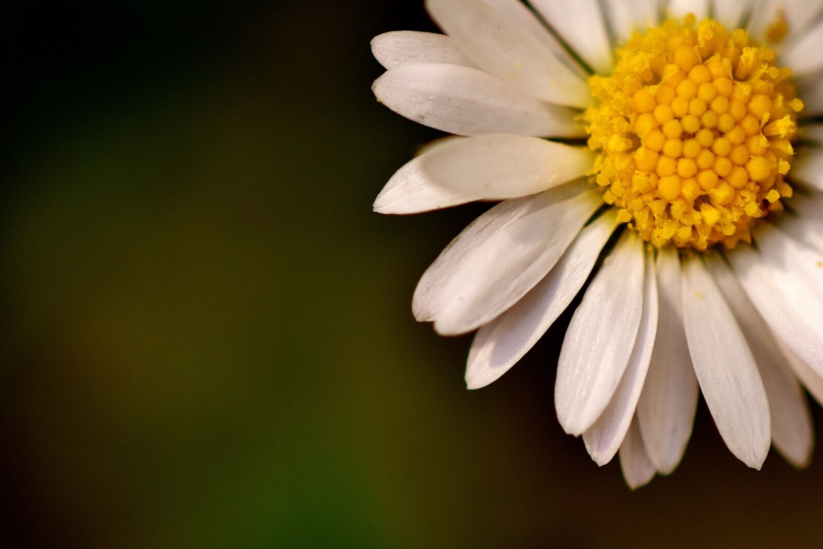 Nikon D7200 sample photo. Daisy, white, garden photography