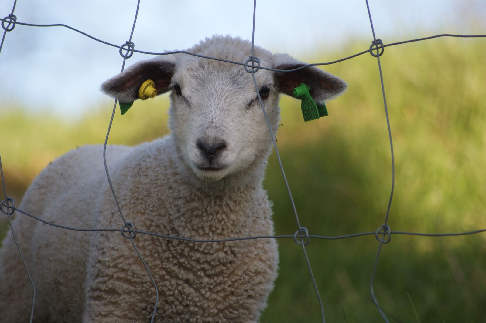 Sony Alpha DSLR-A380 sample photo. Lamb, sheep, lemming photography